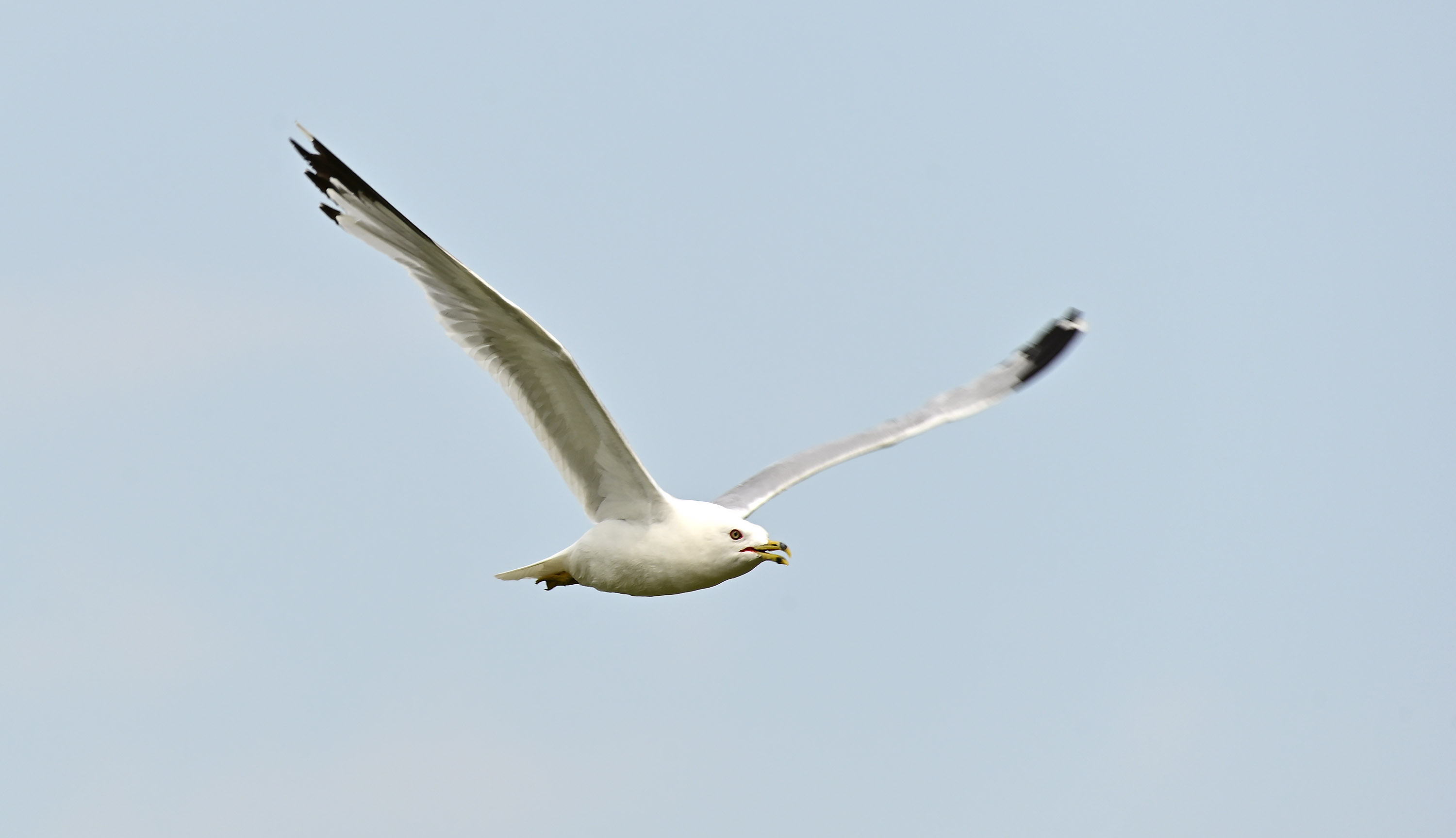 A seagull flies above the ramp during EAA AirVenture. Photo by David Tulis.