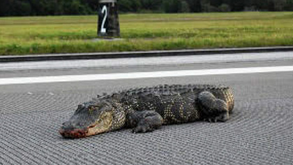 An alligator caused a military airport in Florida to shut down a runway for more than an hour. Between 1990 and 2019, 27 alligators, 24 green iguanas, and one spectacled caiman were strick by aircraft in the United States. Photo by K. McLellan, U.S. Department of Agriculture.