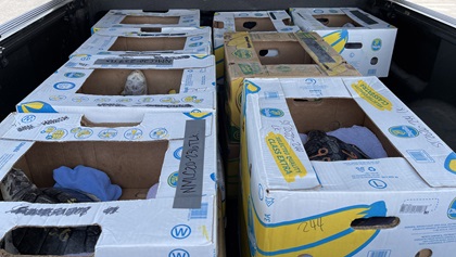 Nestled safely in their banana boxes, the turtles rest before being loaded into a general aviation aircraft. Photo by Phillip Greenspun.
