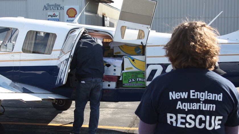 The sea turtles are transported in fruit boxes. Photo courtesy of New England Aquarium.