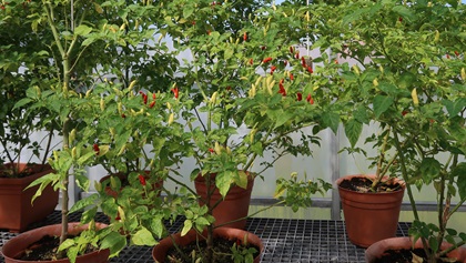 The peppers are picked when they reach the perfect shade of red. Photo by Tom Snow.