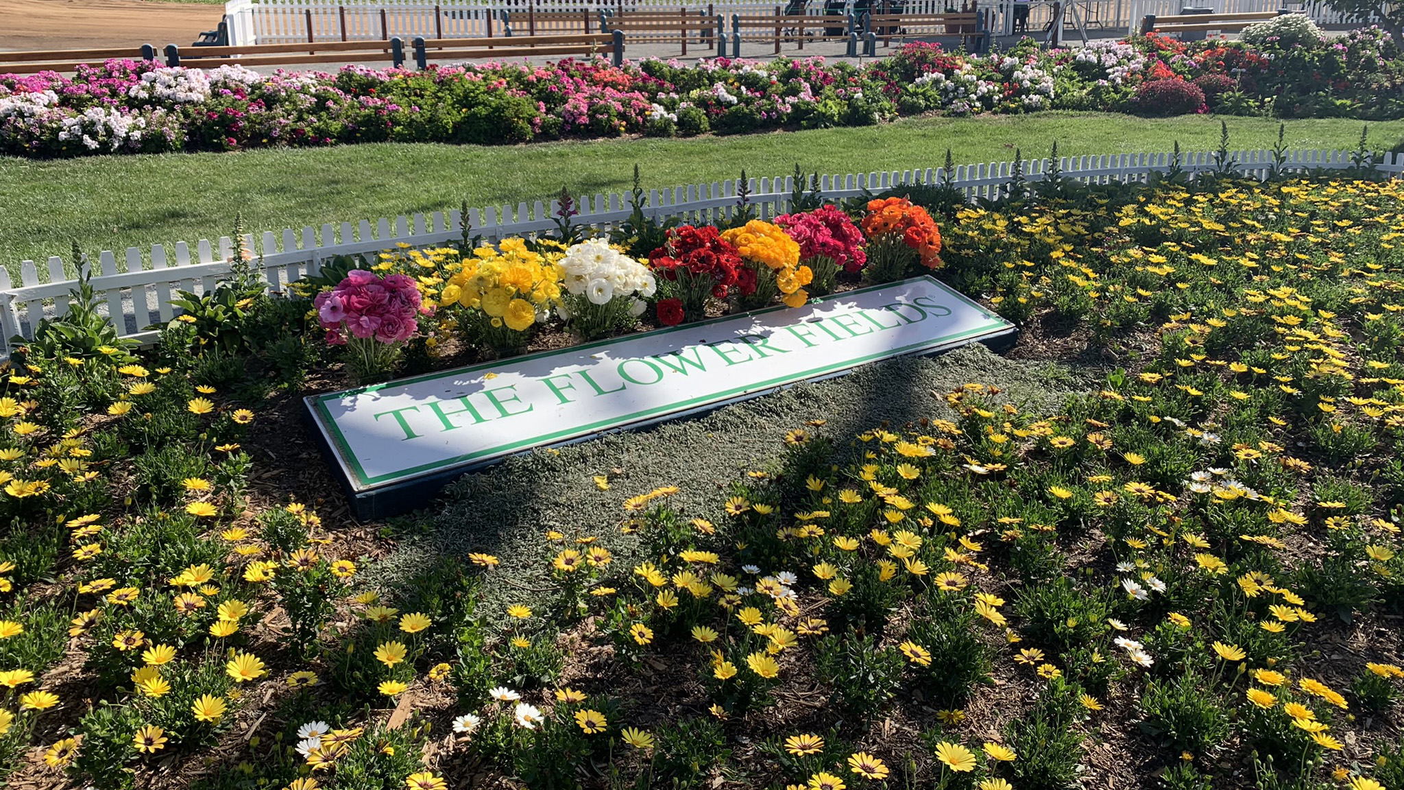 The Flower Fields in Carlsbad, California, have been cultivated since the 1930s. Photo by Alicia Herron.