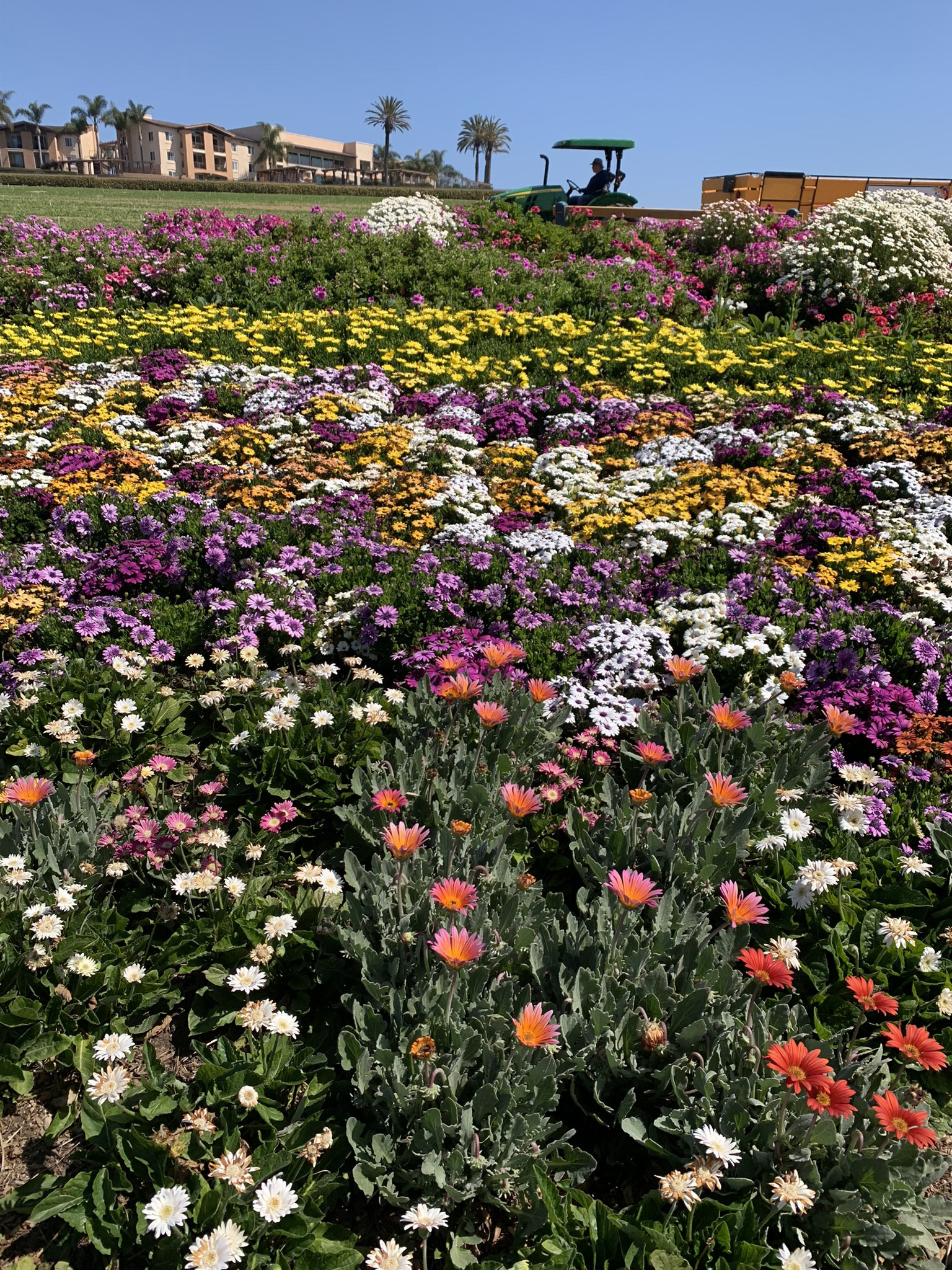 Some fields were not quite in full bloom yet, which means they will be even more magnificent later in the season. Photo by Alicia Herron.