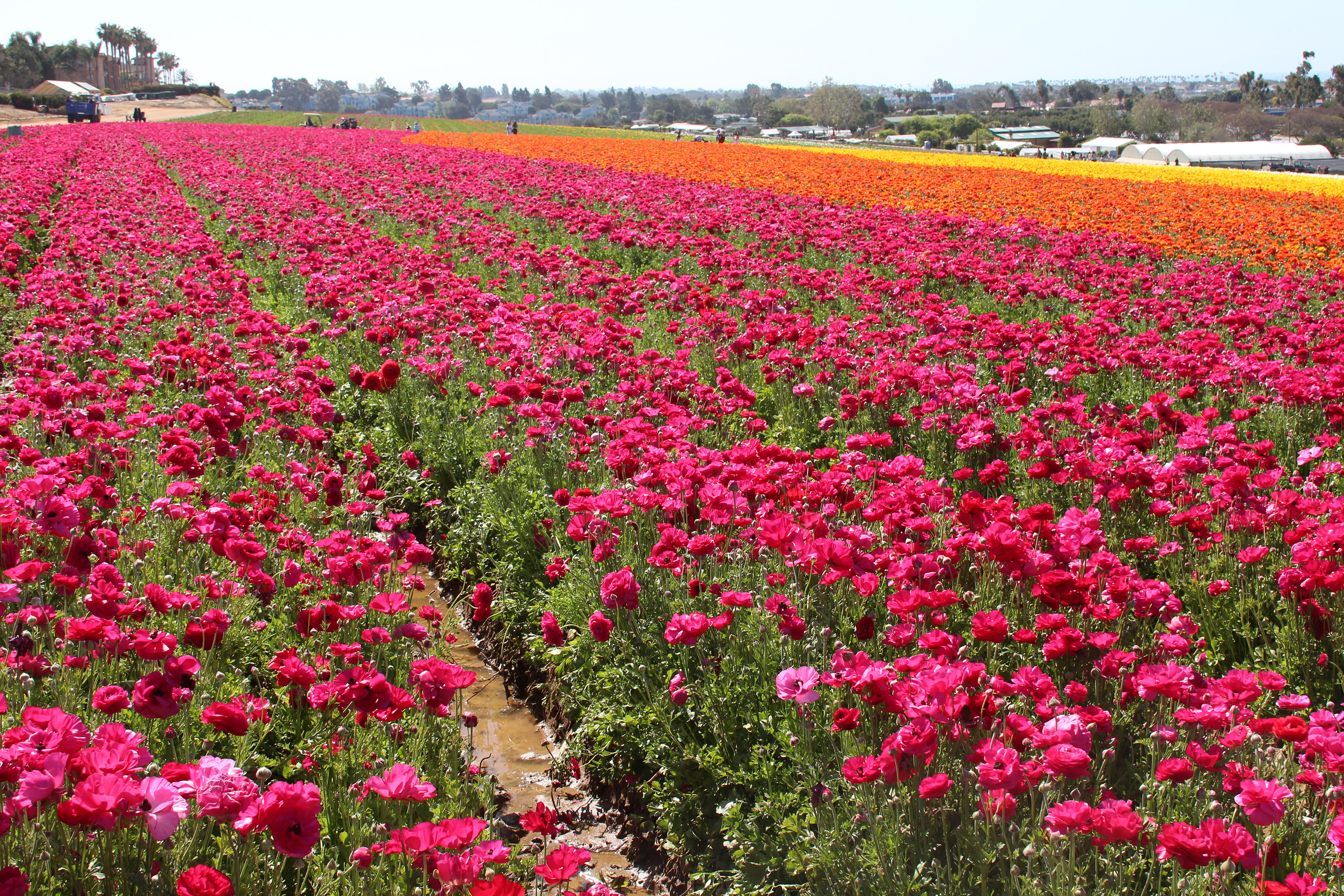 Amazing rows of flowers. Photo by Alicia Herron.