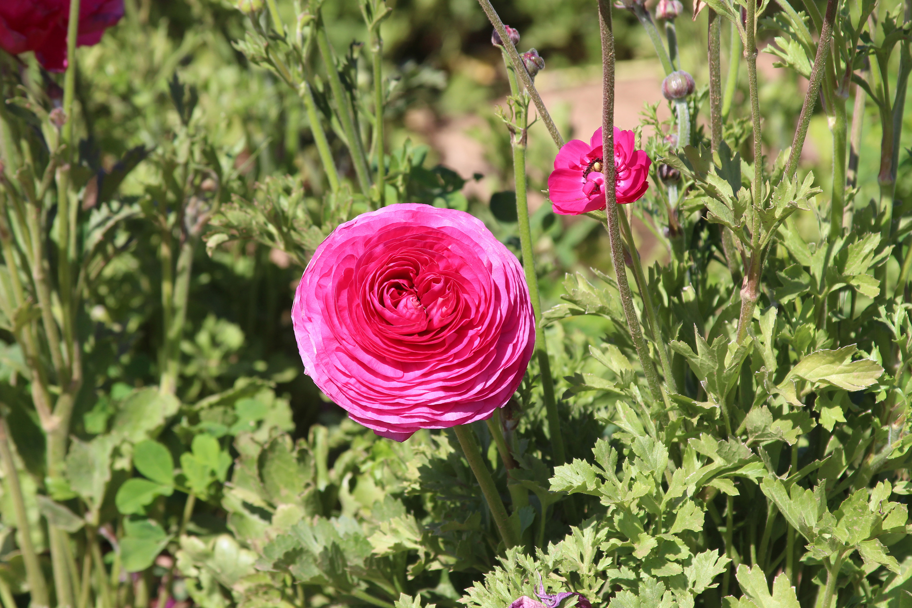 A vibrant pink early bloomer. Photo by Alicia Herron.