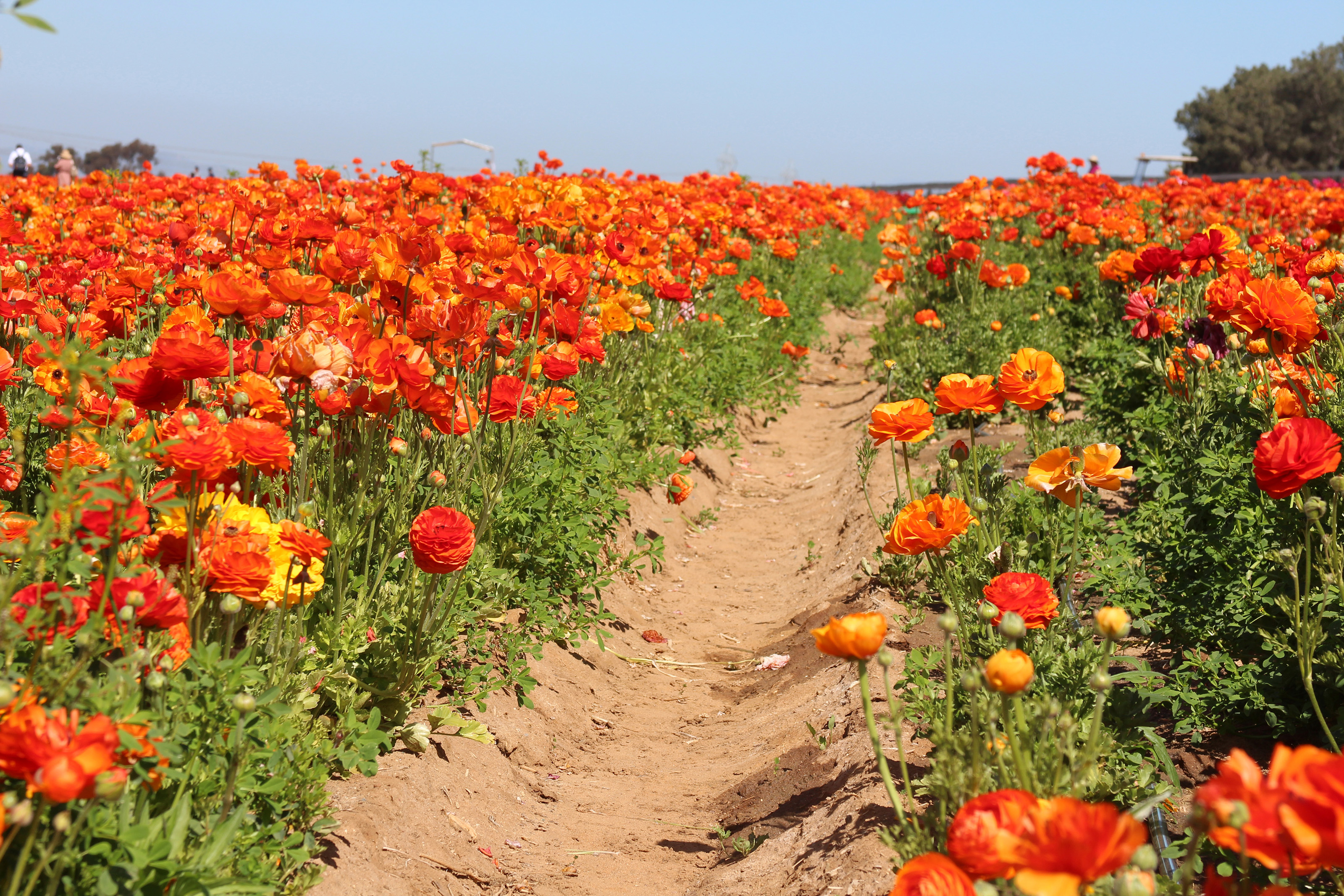 Deep orange buttercups contrast with a blue spring sky. Photo by Alicia Herron.