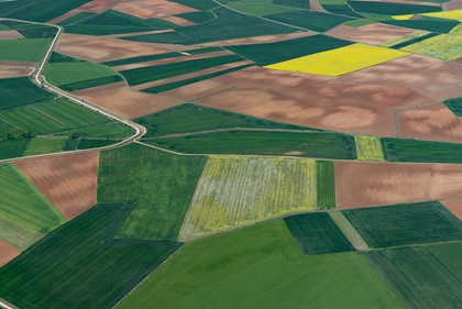 Canola fields near Soria, Spain. Photo by Garrett Fisher.