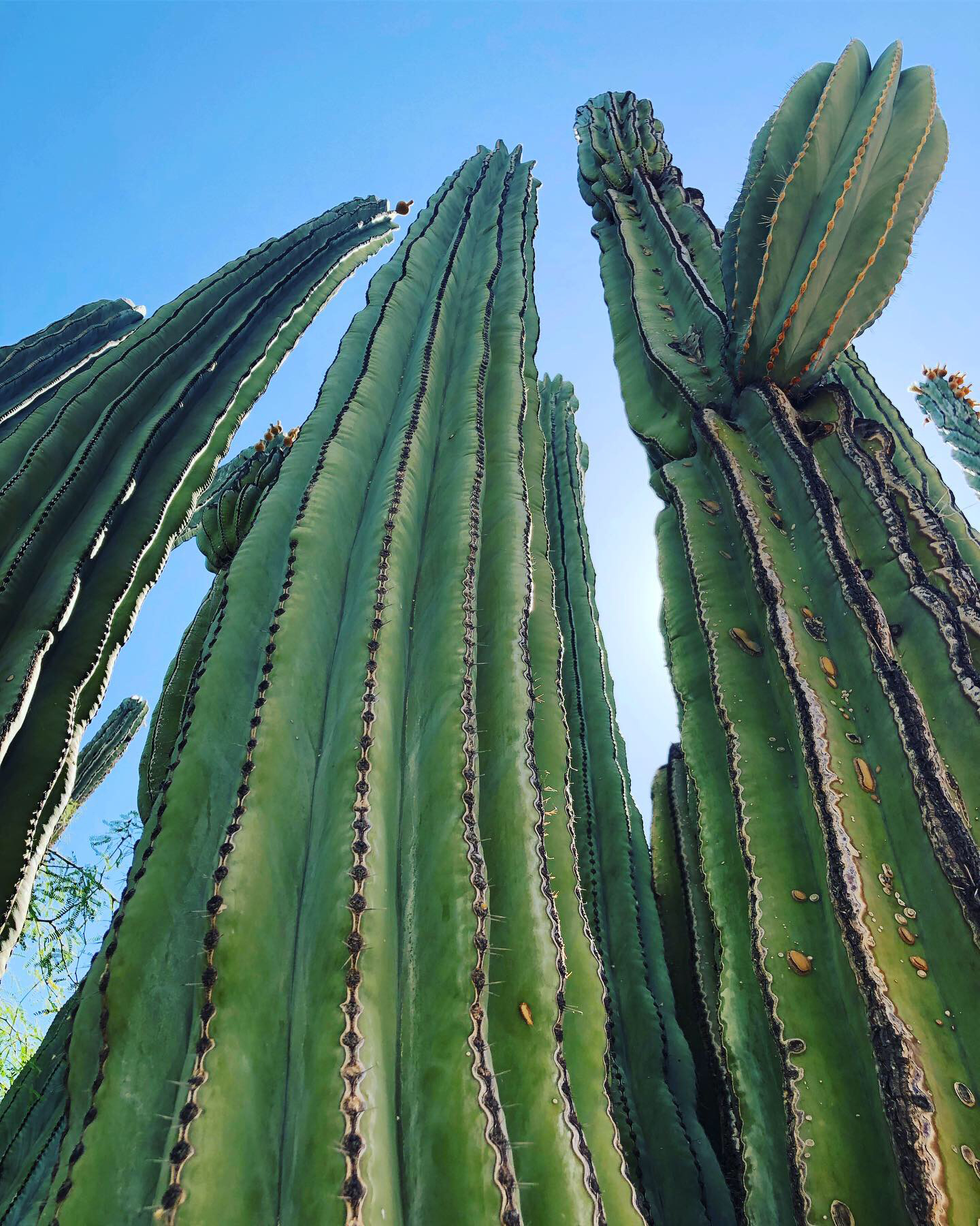 This cactus in the Desert Botanical Garden is more than 75 years old. Photo by MeLinda Schnyder.