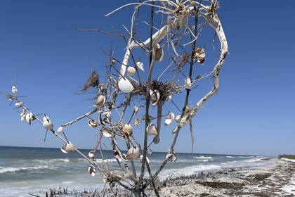 A shell tree found along the beach on Honeymoon Island State Park, one of two state parks near Clearwater Beach known for their mostly undeveloped, quiet beaches. Photo by MeLinda Schnyder.