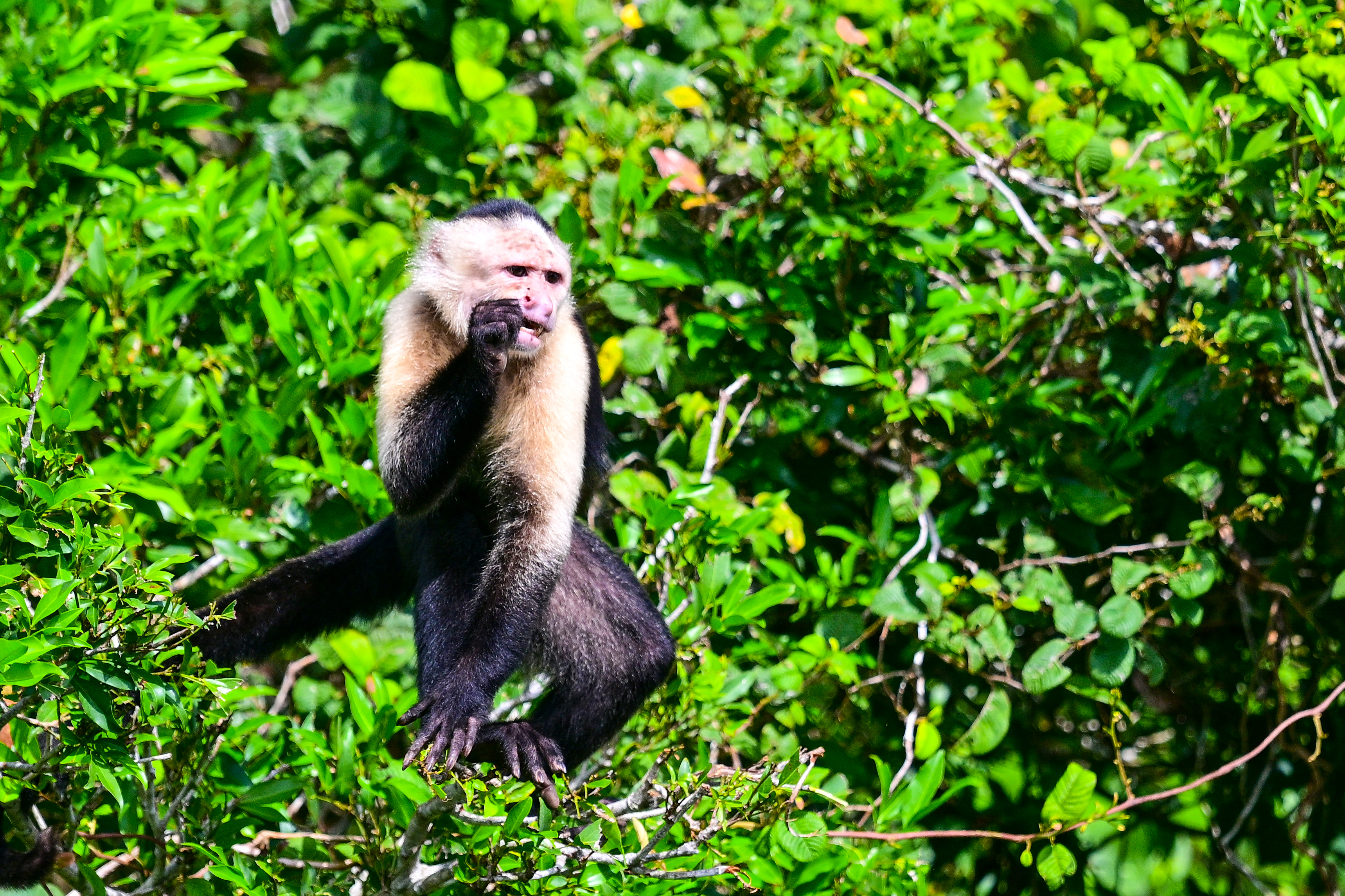 A Panamanian white-faced capuchin monkey studies the passing tourists. An intelligent species, the capuchin has become a people-pleaser on screen and off, appearing in the 'Pirates of the Caribbean' film series, and also being trained to assist people with disabilities.  Photo by David Tulis.