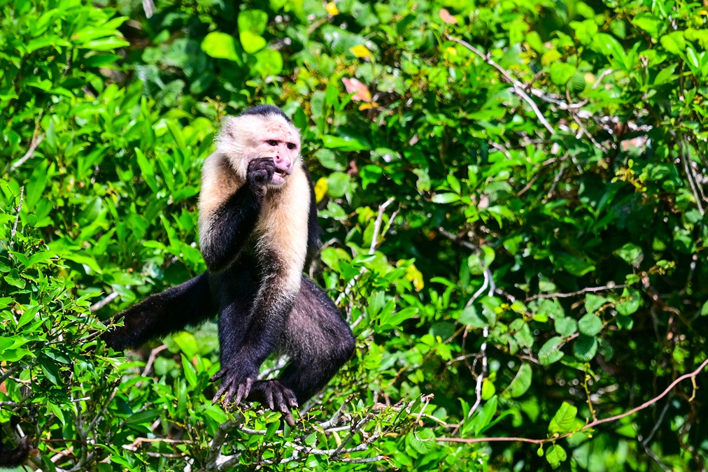 A Panamanian white-faced capuchin monkey studies the passing tourists. An intelligent species, the capuchin has become a people-pleaser on screen and off, appearing in the 'Pirates of the Caribbean' film series, and also being trained to assist people with disabilities.  Photo by David Tulis.