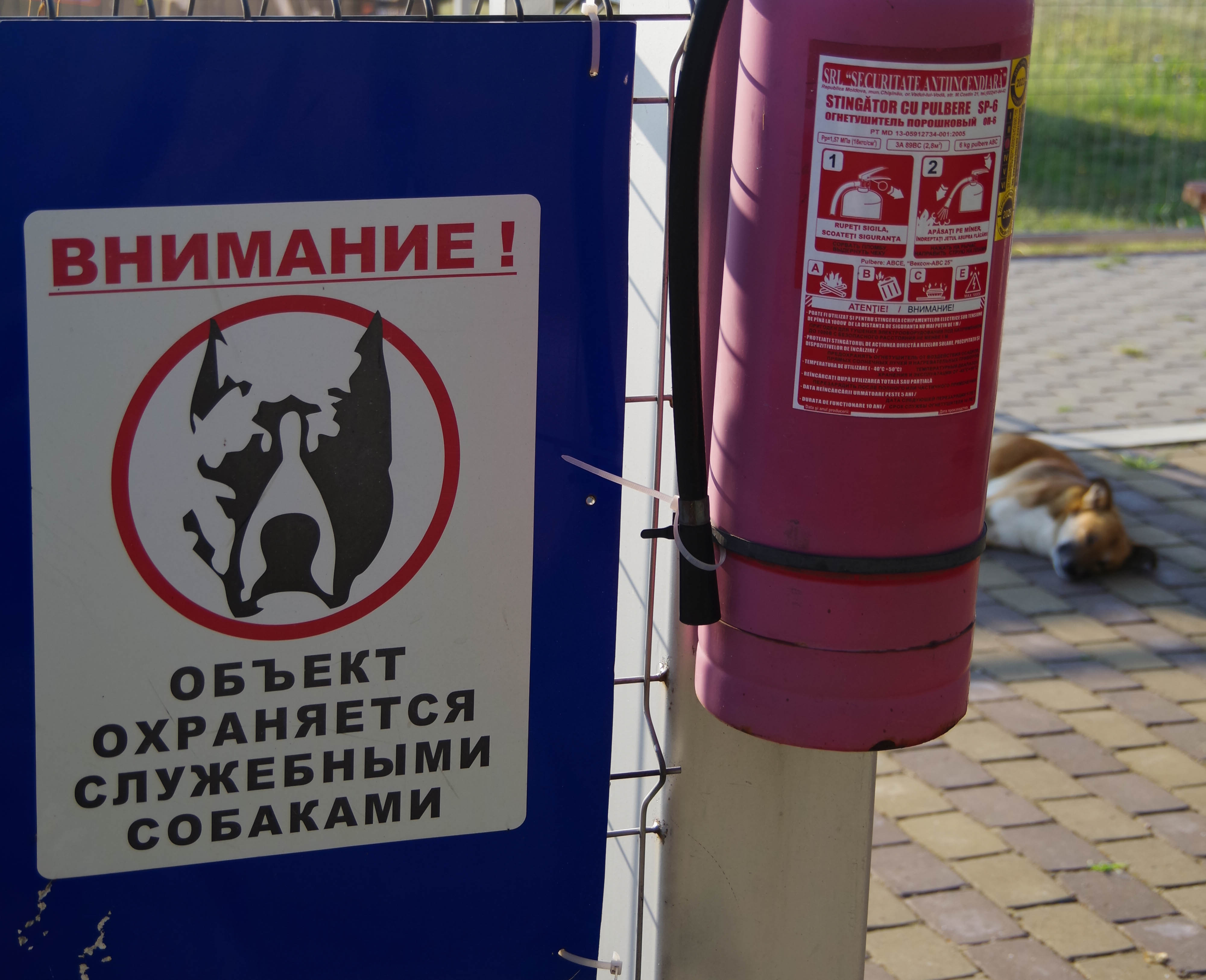 A 'guard dog' suns itself next to a sign in Russian warning of attack dogs. Photo by Conner Wilson.