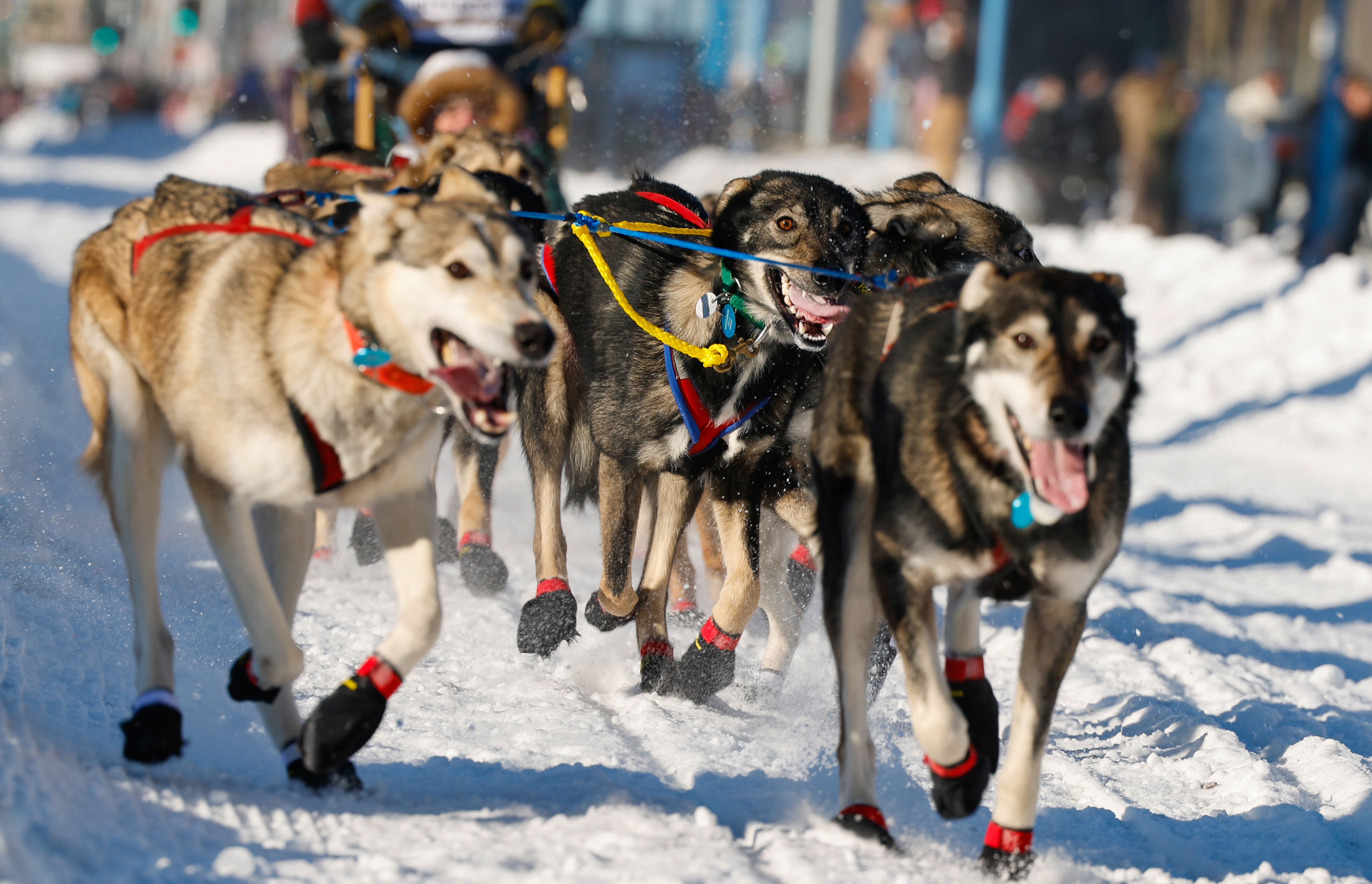 A journey of 975 miles (in even years) begins with an 11-mile dash from Anchorage to Campbell Airstrip. Photo by Chris Rose.