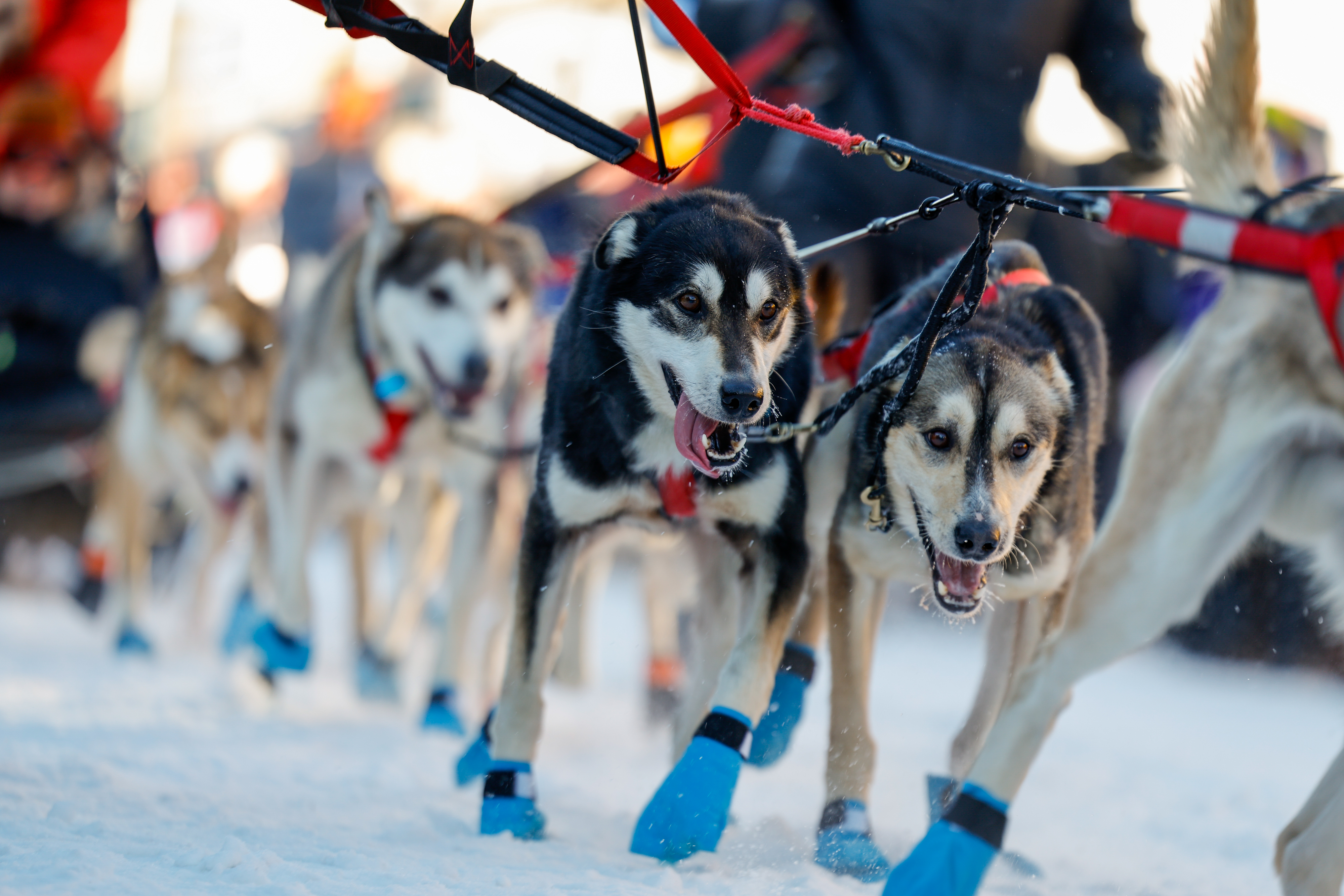 Teams pull out of Anchorage, Alaska, on March 2, the ceremonial start of the fifty-second Iditarod Trail Sled Dog Race. The dogs wear paw protection to guard against injury, not the frigid temperatures to which they are exquisitely well-adapted. Photo by Chris Rose.
