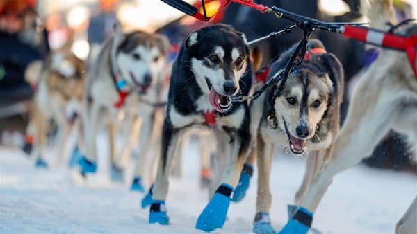Teams pull out of Anchorage, Alaska, on March 2, the ceremonial start of the fifty-second Iditarod Trail Sled Dog Race. The dogs wear paw protection to guard against injury, not the frigid temperatures to which they are exquisitely well-adapted. Photo by Chris Rose.