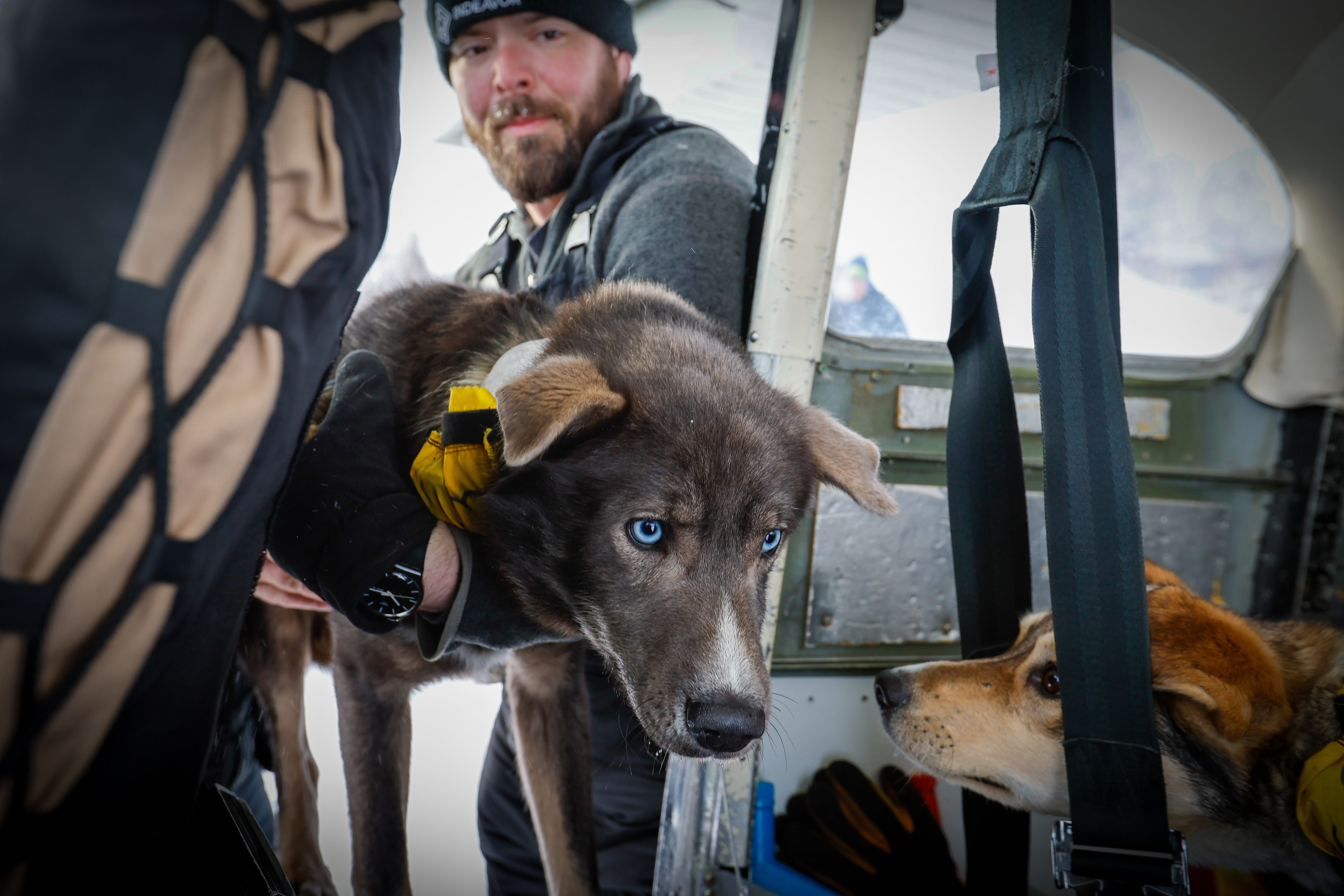 Iditarod Air Force missions include picking up dogs at various checkpoints (Nikolai, in this case). Mushers expect that dogs will need to leave the race, usually because of fatigue, and be given a ride back to Anchorage in an airplane. Photo by Chris Rose.