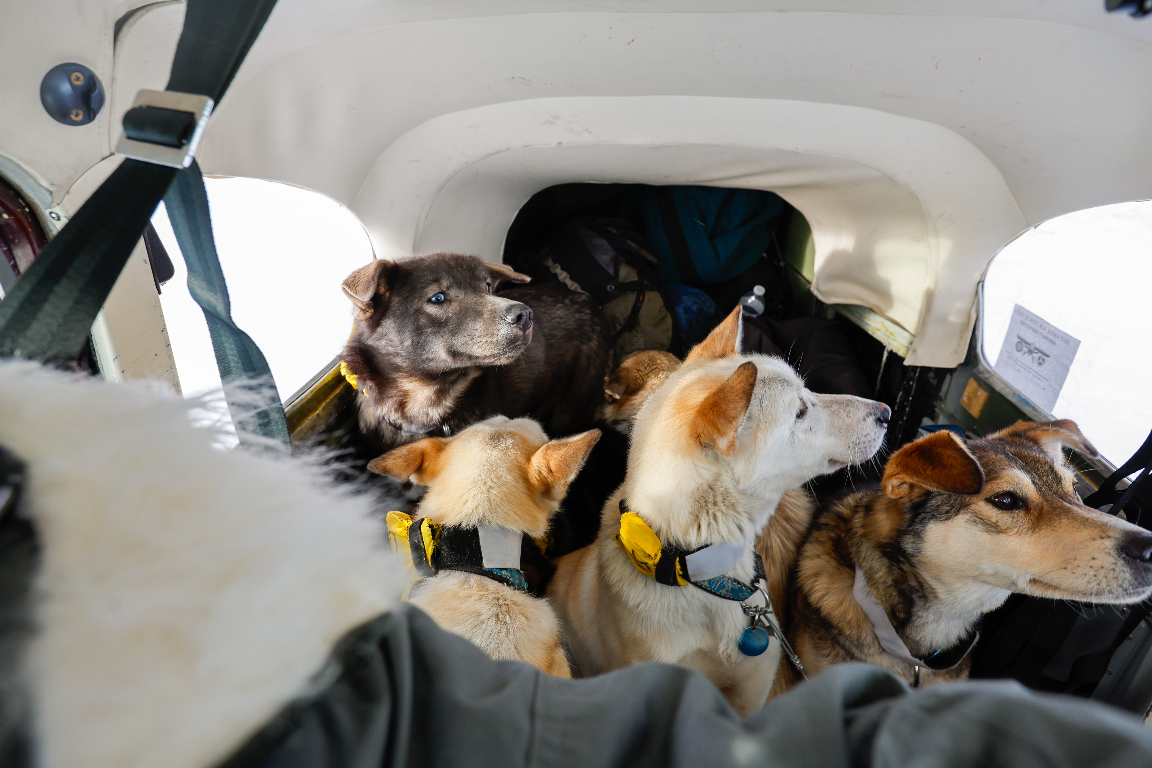 Iditarod Air Force pilots report their canine passengers are generally among the most well-behaved, pleasant company one could want. Photo by Chris Rose.