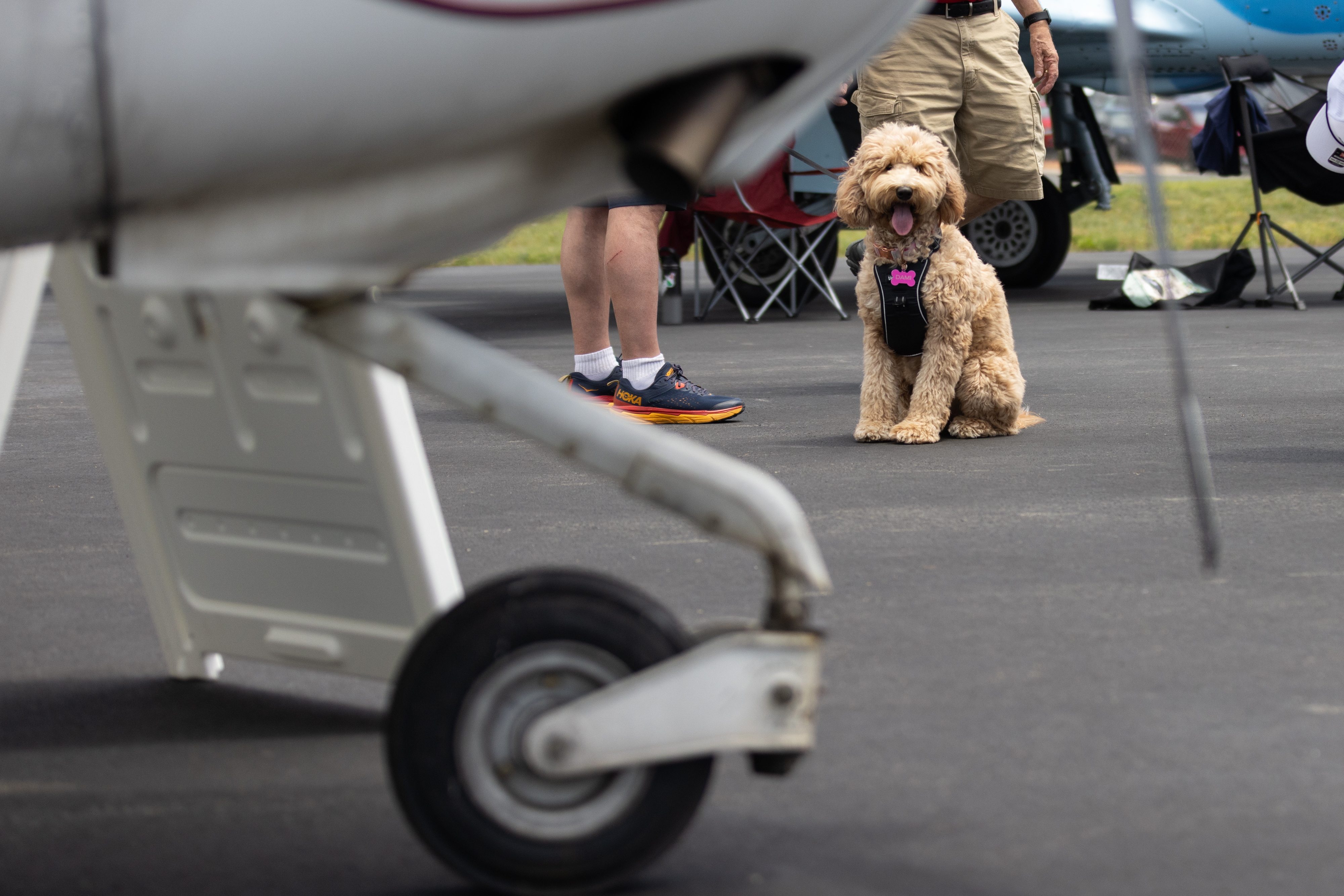 Women Can Fly, and so can dogs. Photo by Rebecca Boone.