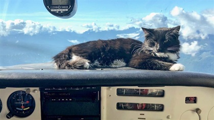Piper relaxes aloft over the Cascade Mountains.