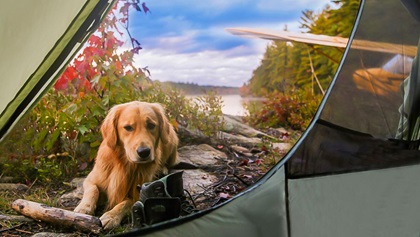 Dog and plane