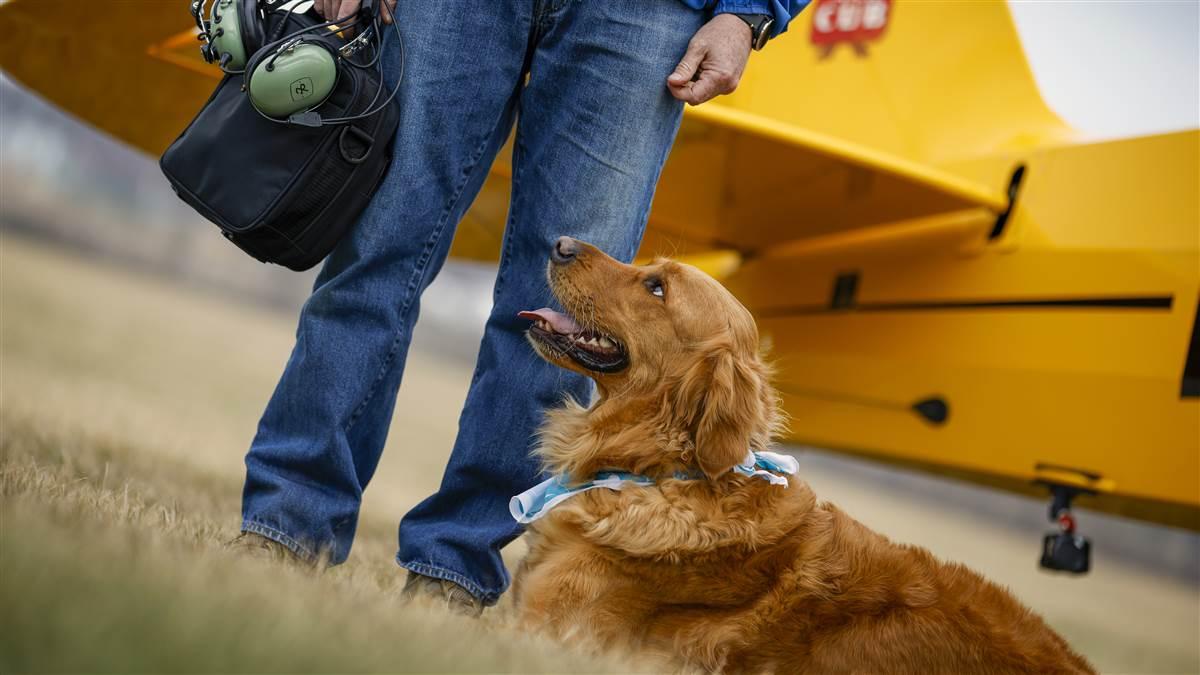 Flying with a golden retriever cheap