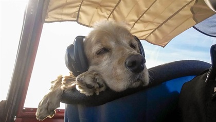 Dog and plane