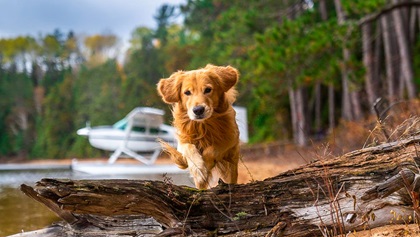 Dog and plane