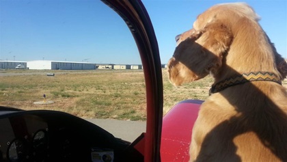 Dog and plane