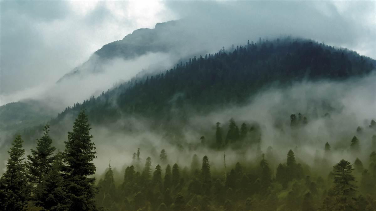 Foggy mountain. Early in the morning