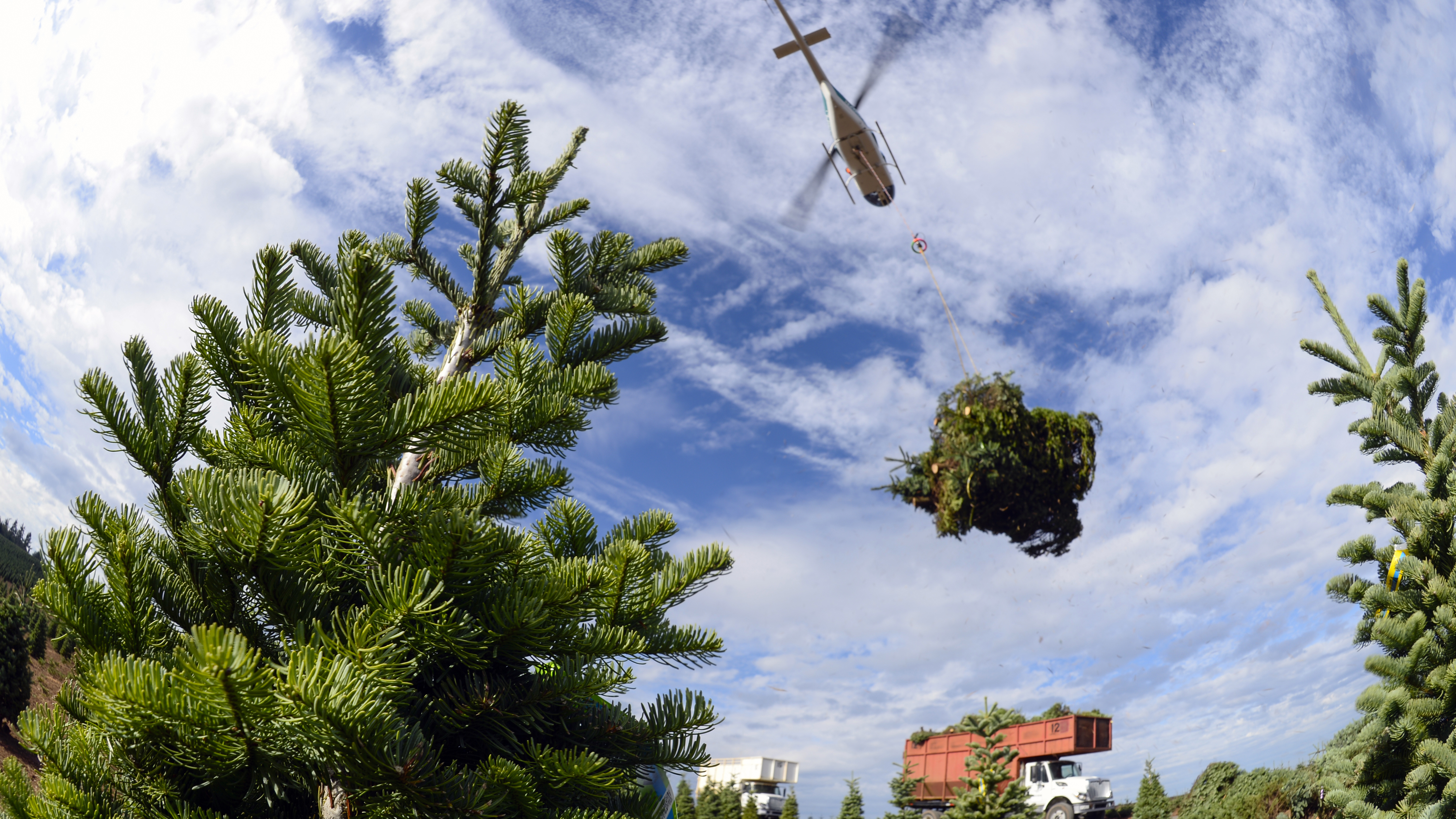 Oregon's Noble Mountain Tree Farm