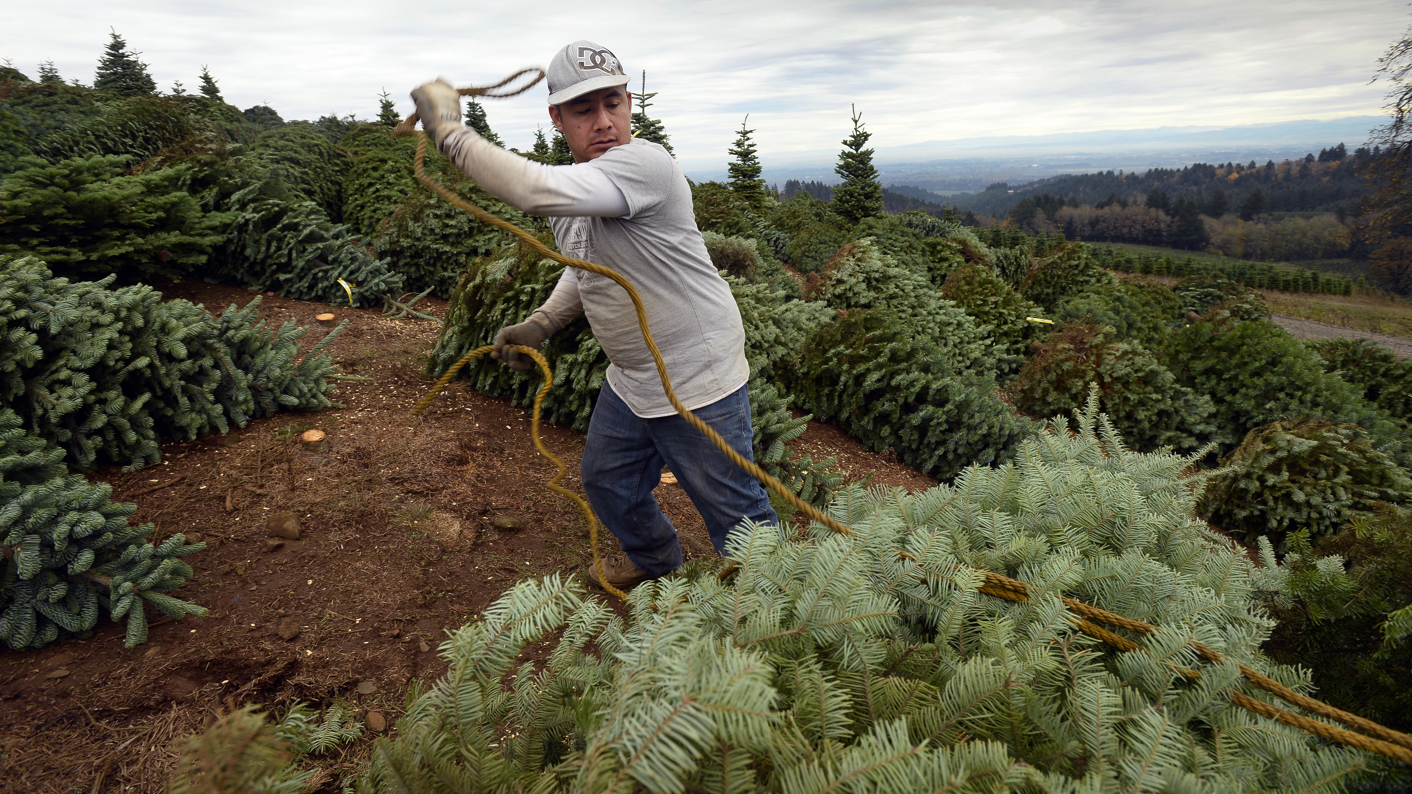 Oregon's Noble Mountain Tree Farm