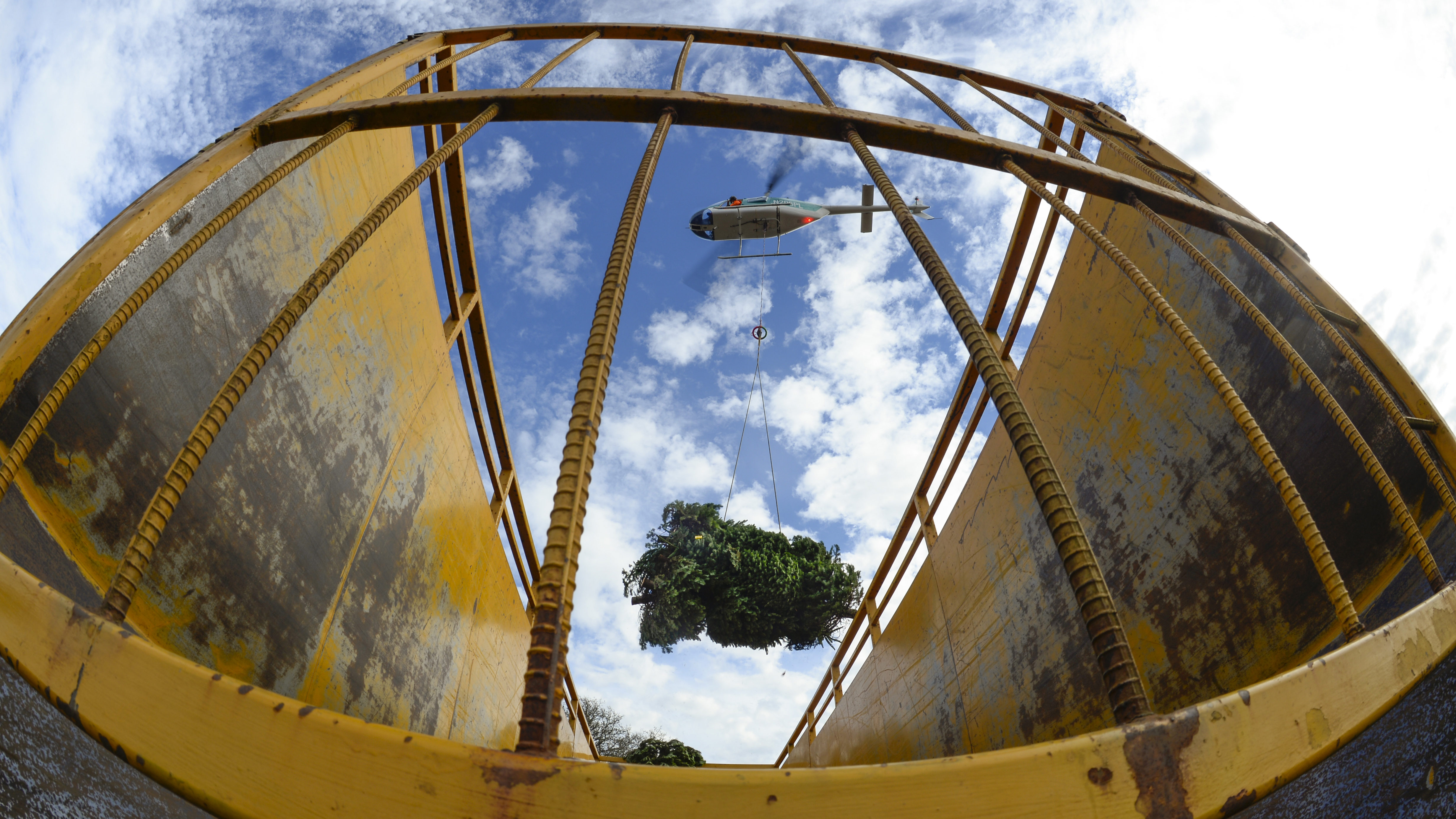 Oregon's Noble Mountain Tree Farm