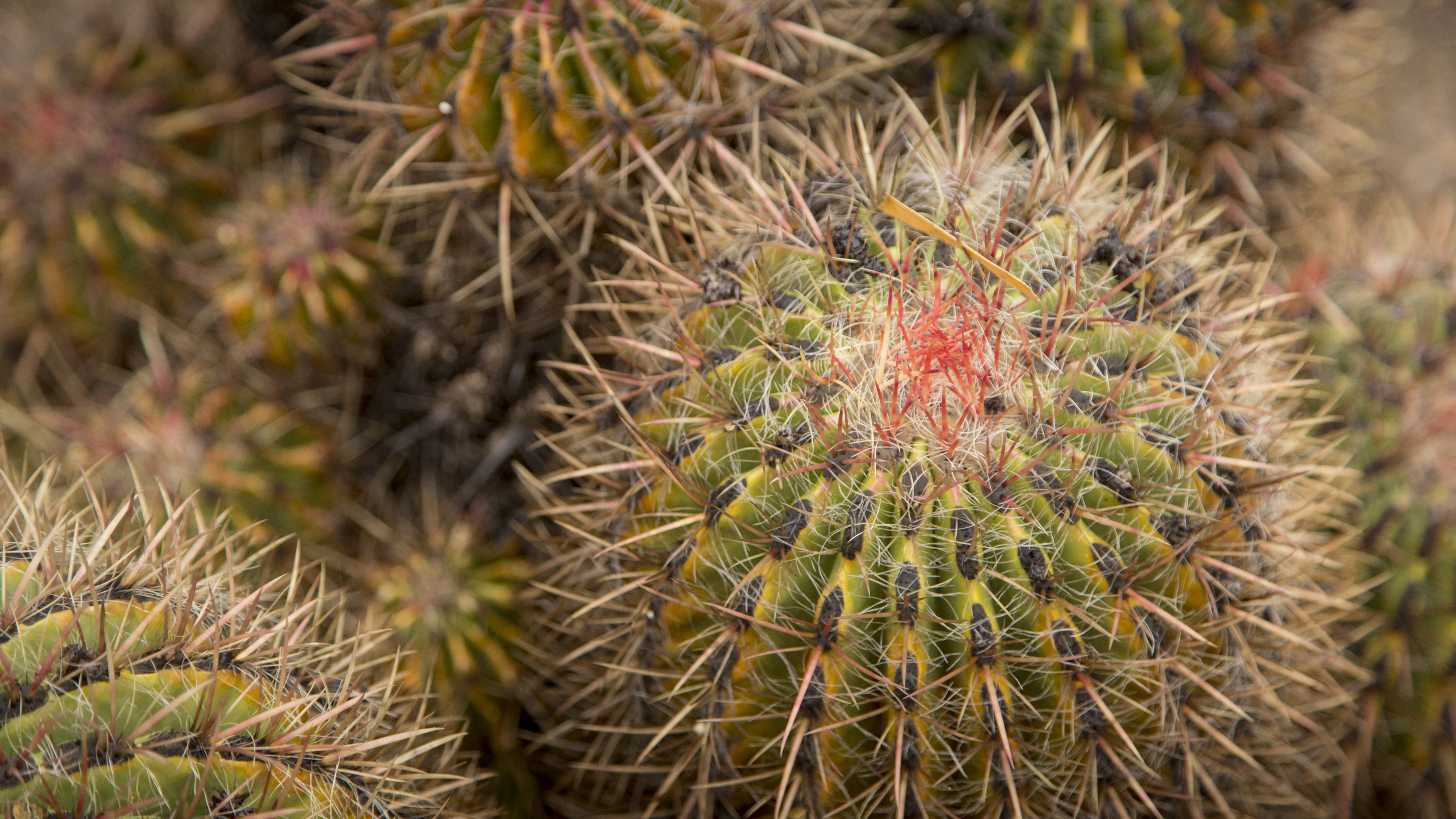 The gardens feature a wide range of cacti as well as species endemic to the island. 