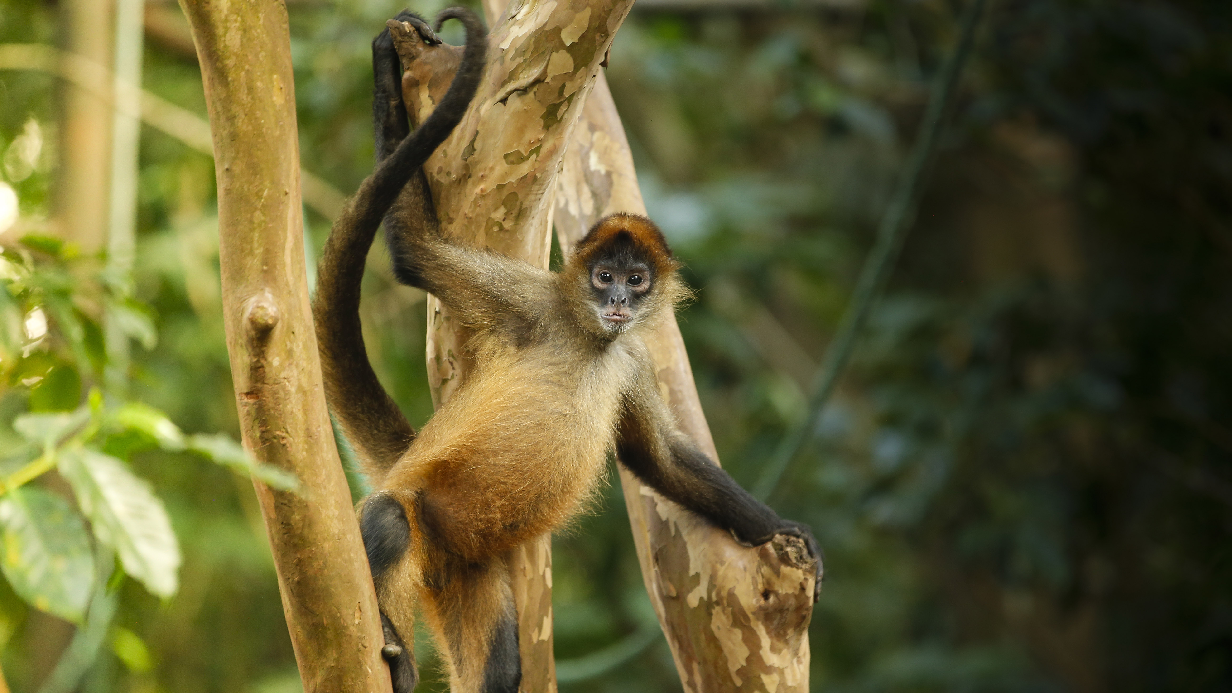 Spider monkeys are one of four monkey specifies native to Costa Rica.
