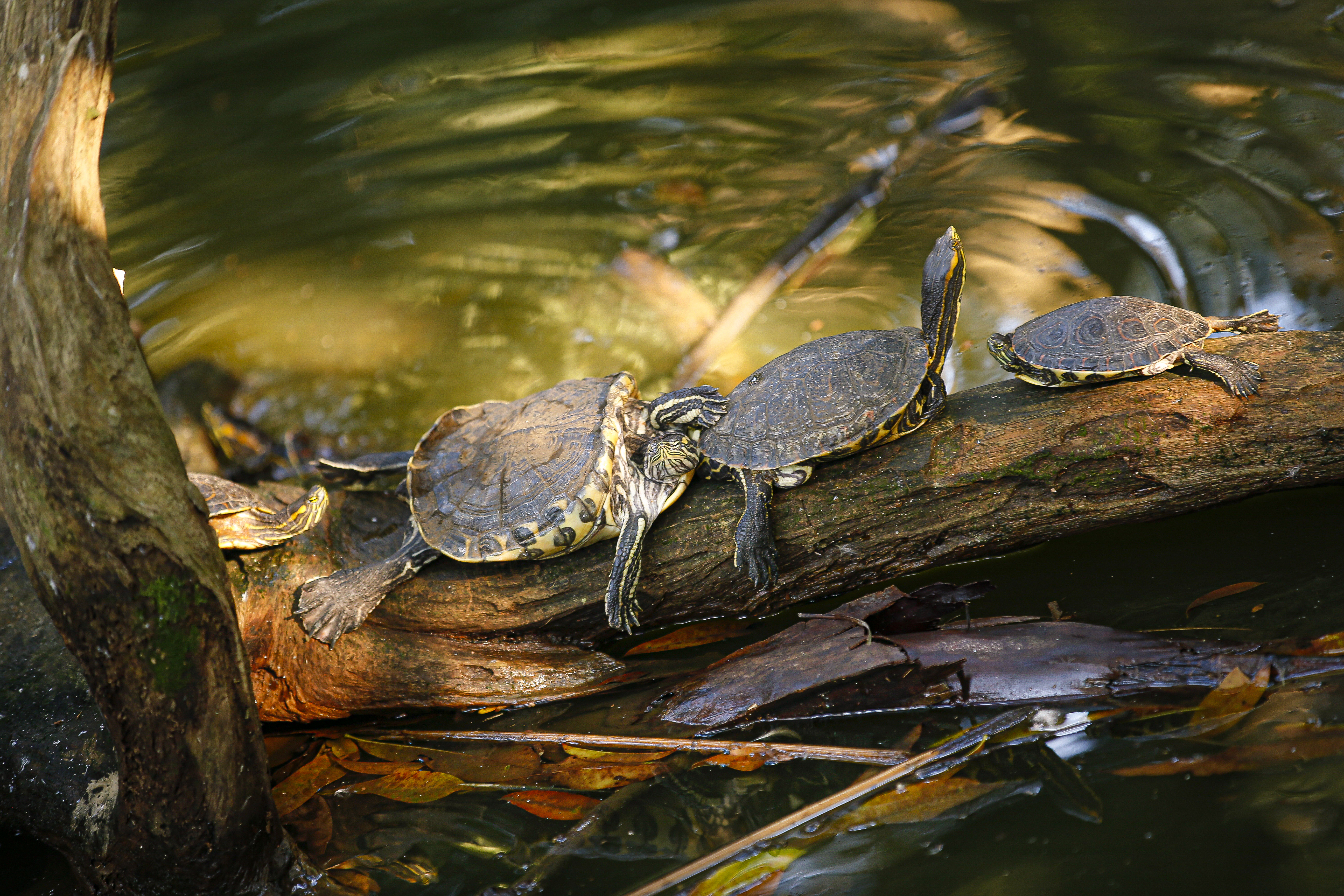 Turtles sun themselves at the Zoe Ave animal rescue center outside San Jose. 