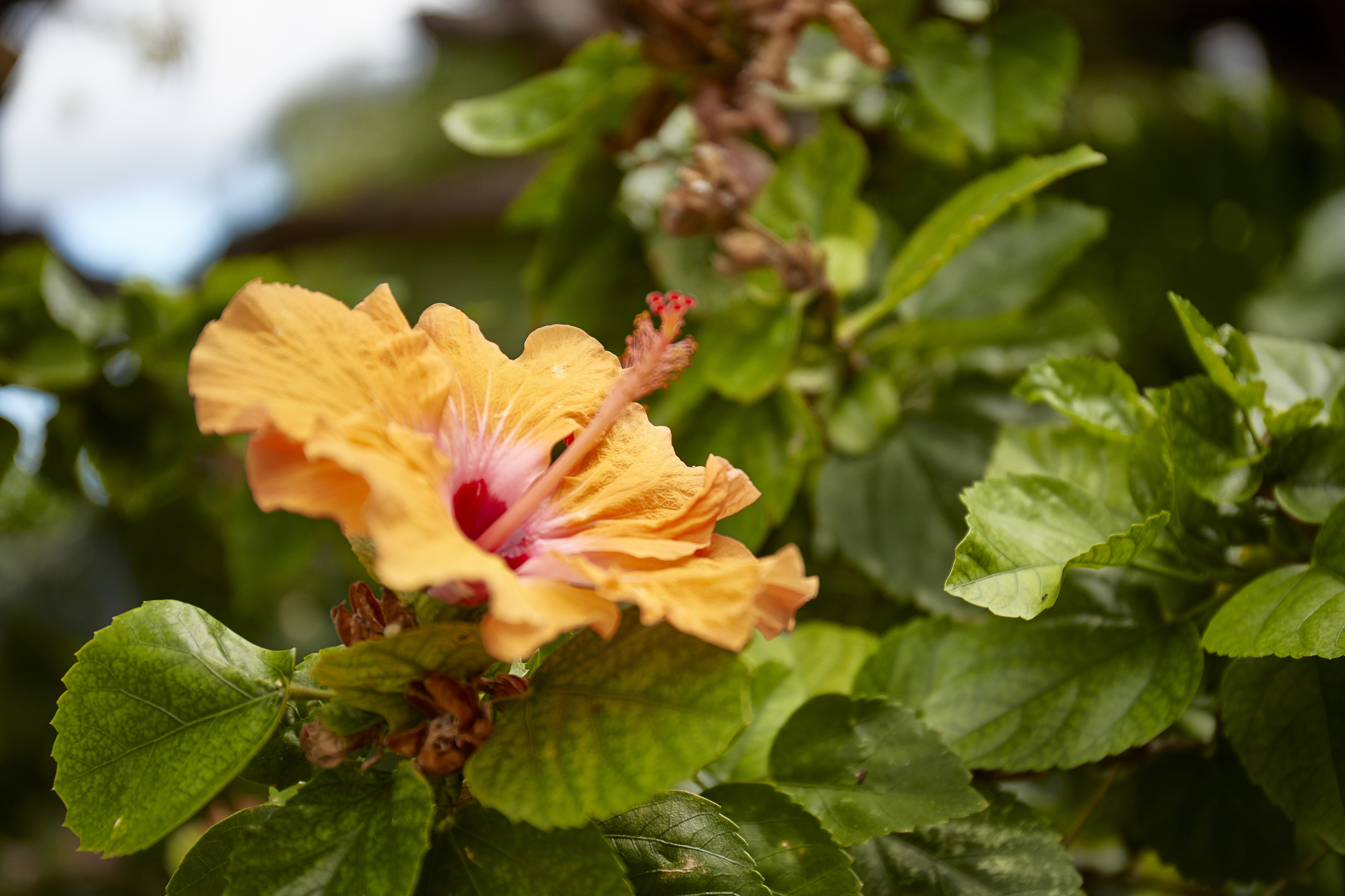 The Pualani is known as the flower of the sky and has adorned Hawaiian Airlines tail logo since 1929.