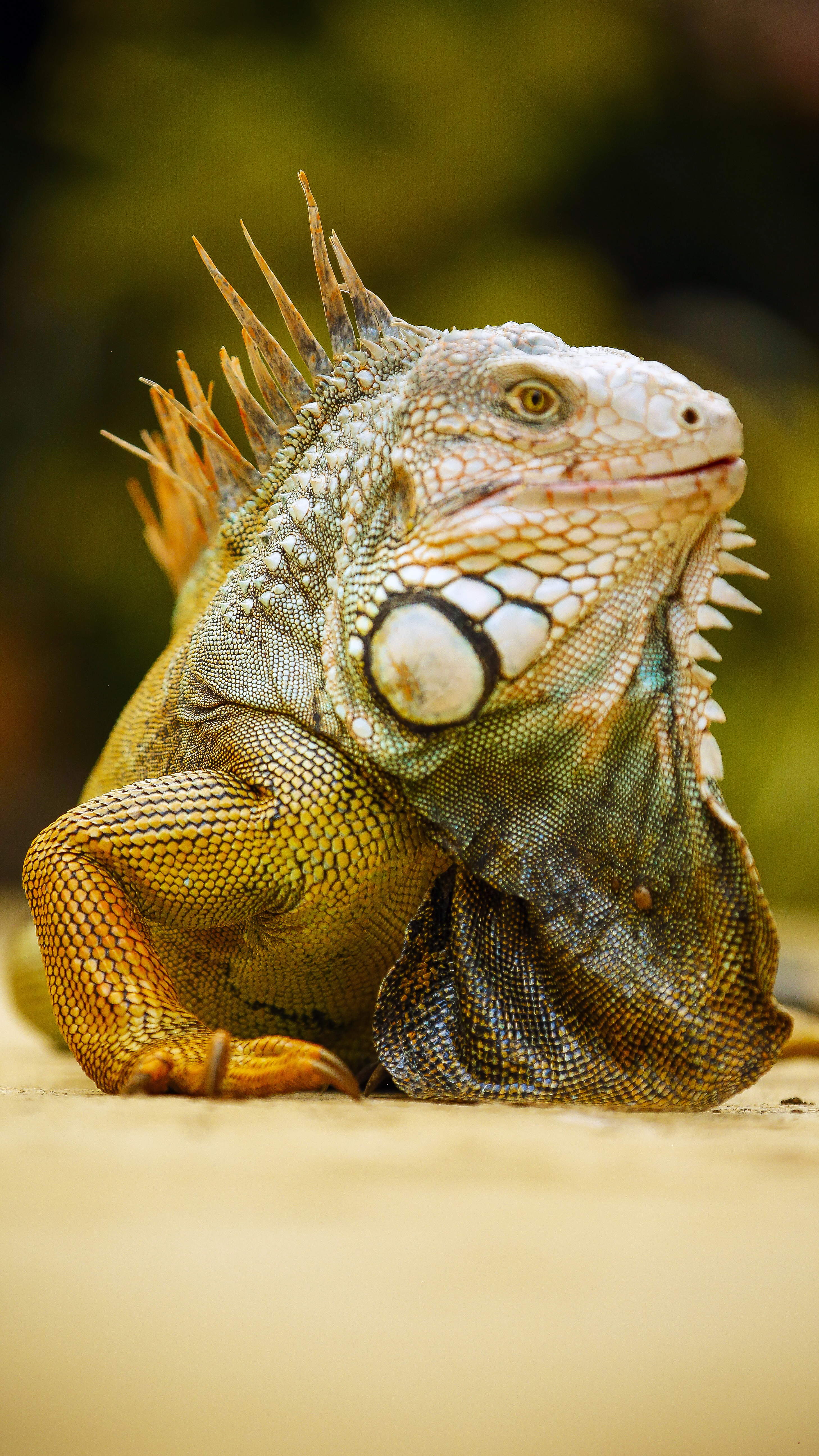 The Nierhoffs estimate that by flying gyrocopters just 1,000 hours a year, Fly With Us could protect the parks from illegal mining, hunting, and encroachment.