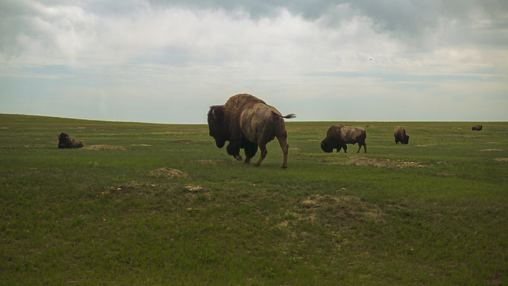 The Ladies Love Taildraggers group toured Badlands National Park, where the buffalo roam.