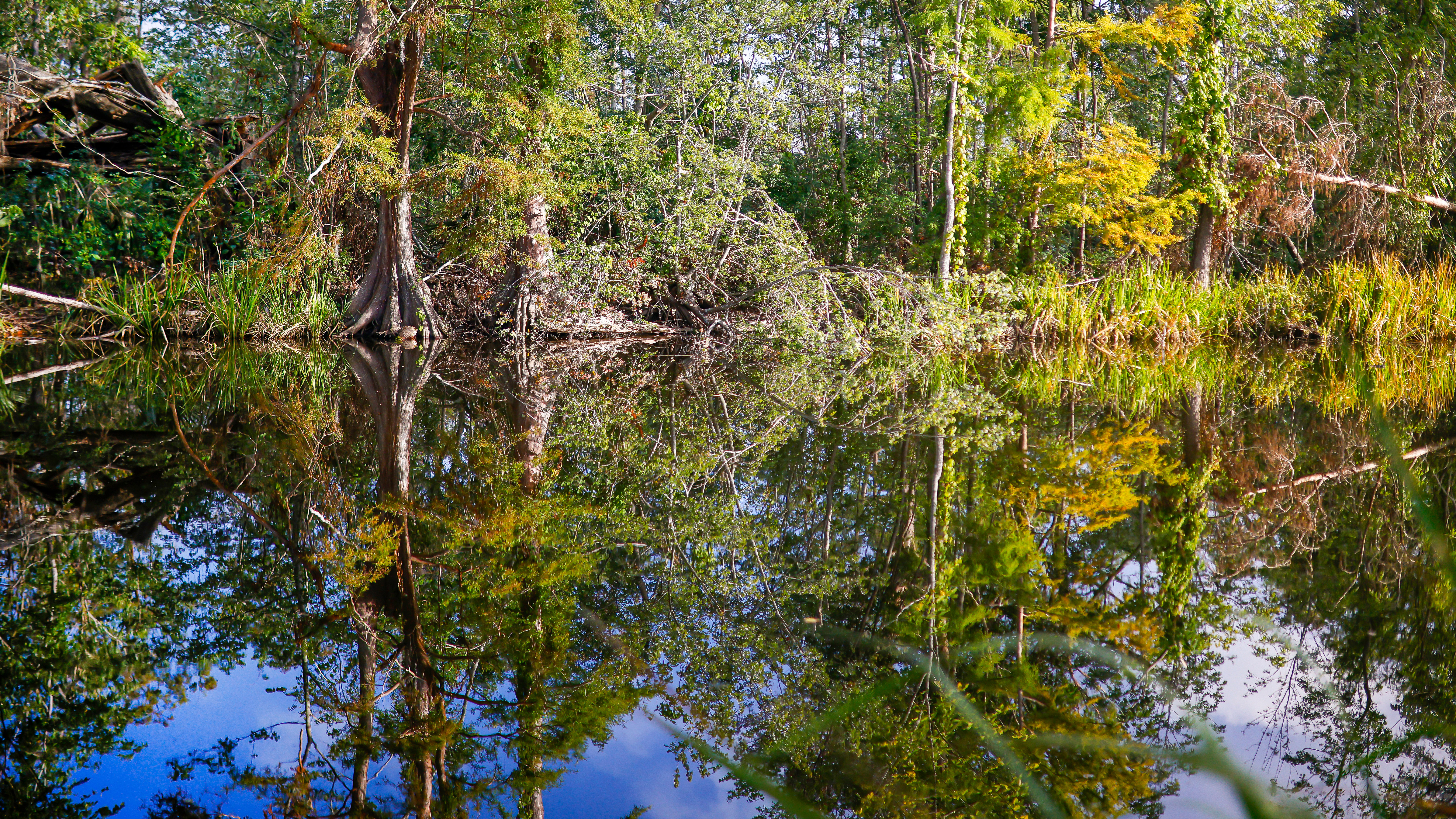 Maurepas Swamp