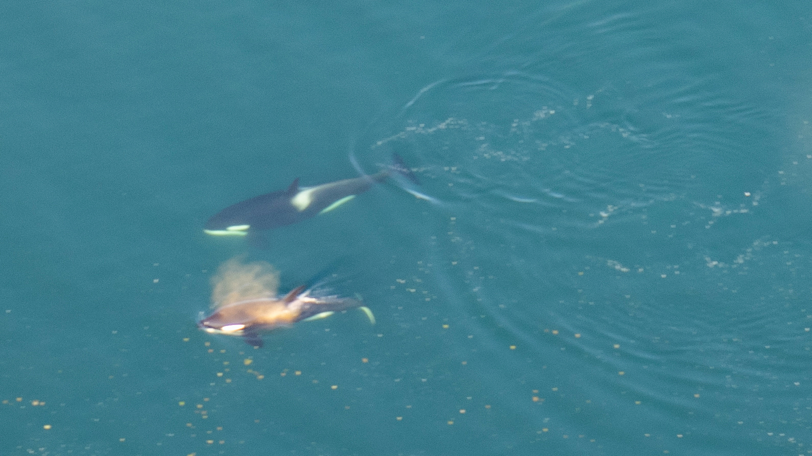 Orcas frolic near Kachemak Bay.