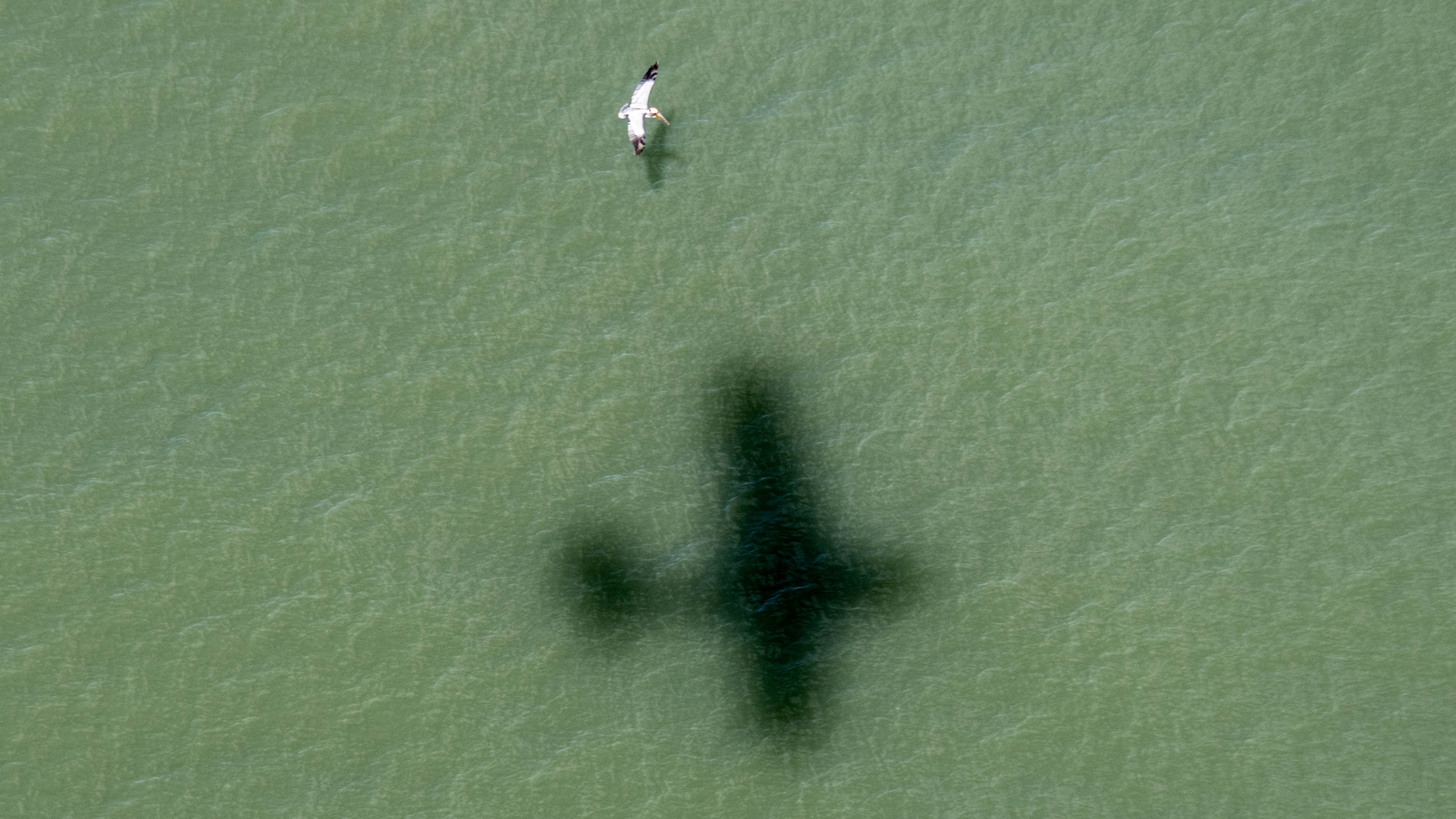 Bird and airplane in Myrtle Beach, South Carolina. "am interested in how the airplane impacts the world around it. I like to explore the visual conversations between objects on the ground and the airplane’s shadow.”
