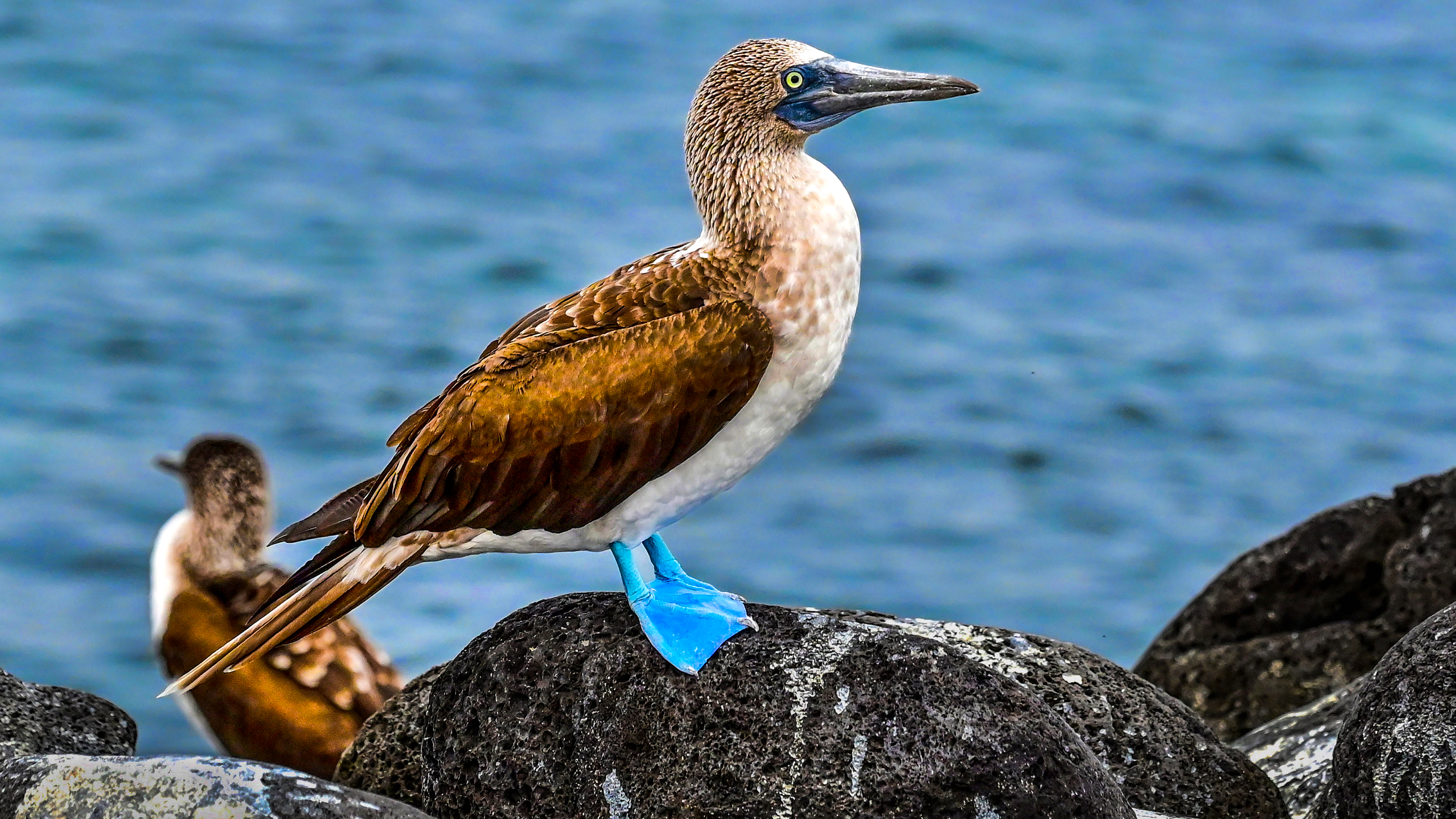 A blue-footed booby on Española Island.