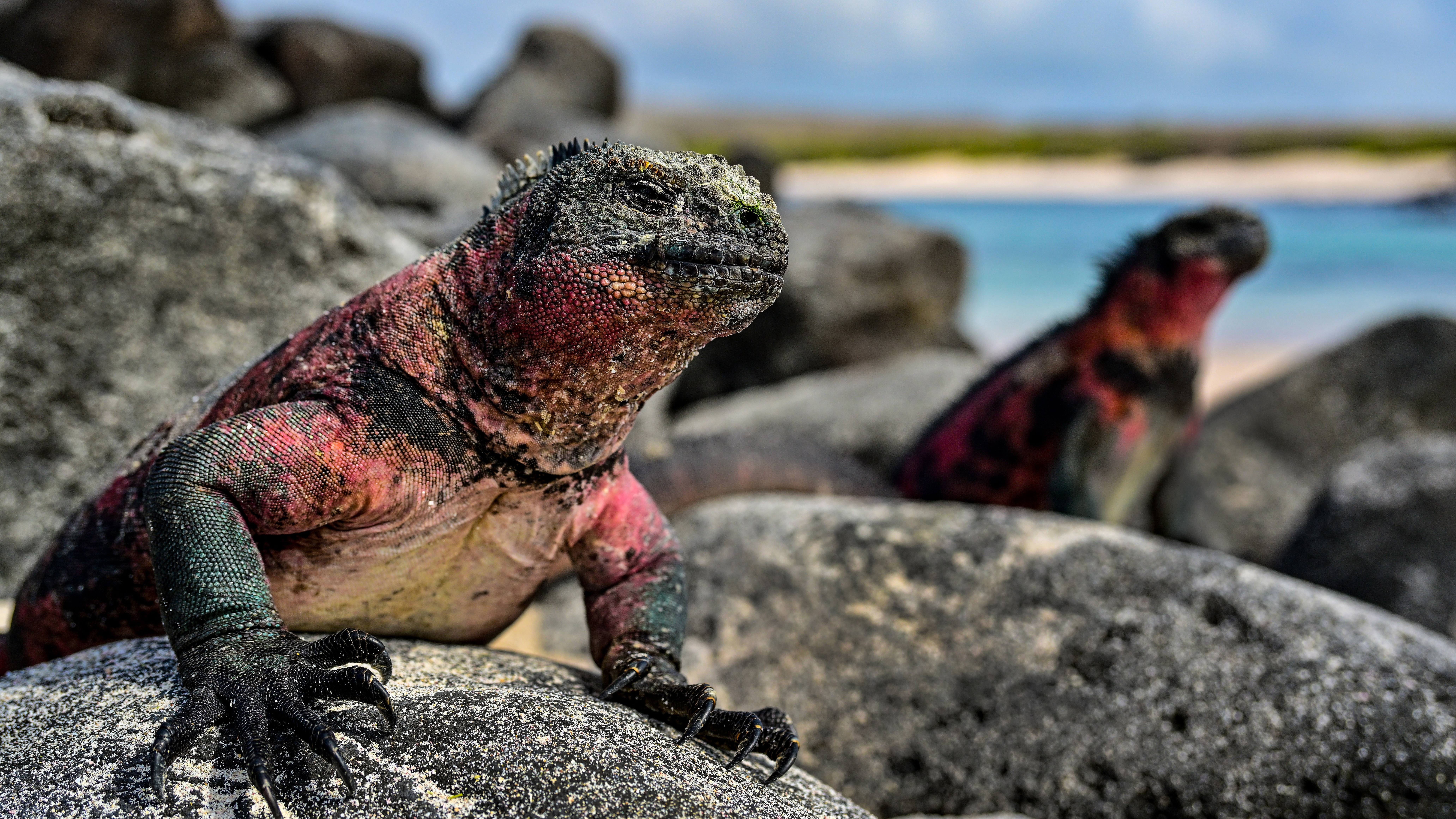 A marine iguana in his “Christmas” red-and-green mating colors.