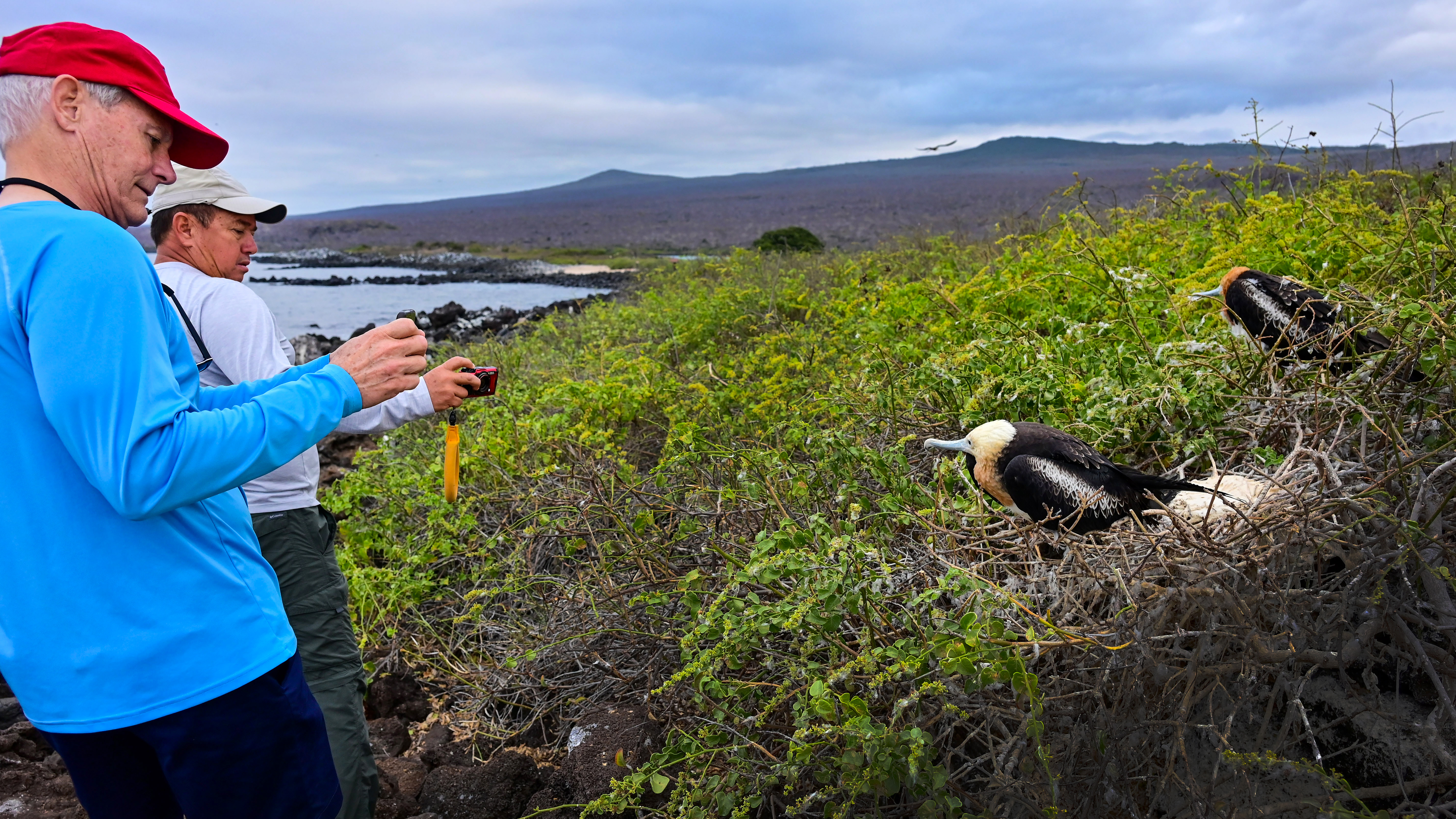 Rafael Pesantes (background) and Allen Taylor check out nesting great frigatebirds.