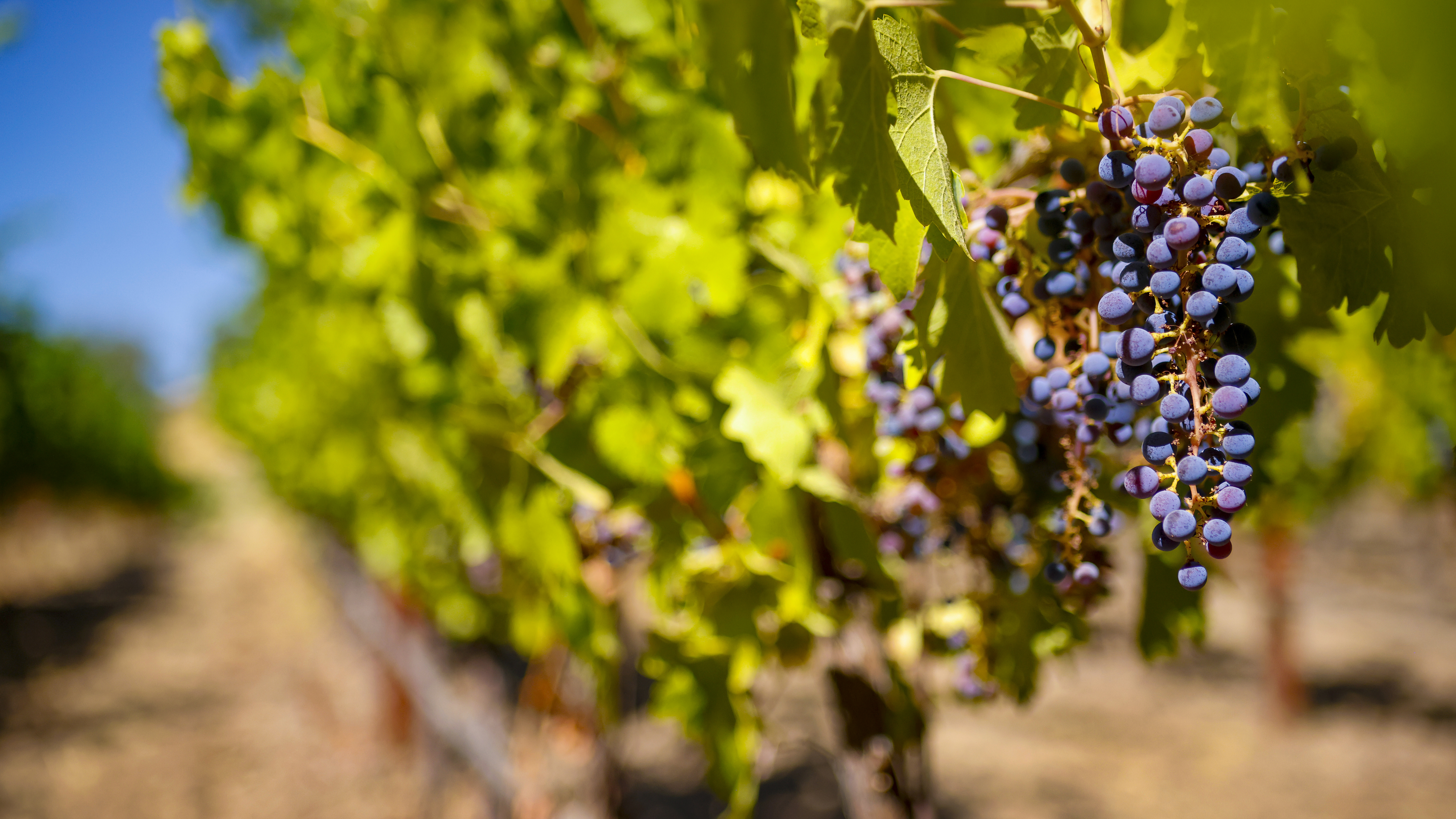 Grapes almost ready for harvest bask in the California sunlight.