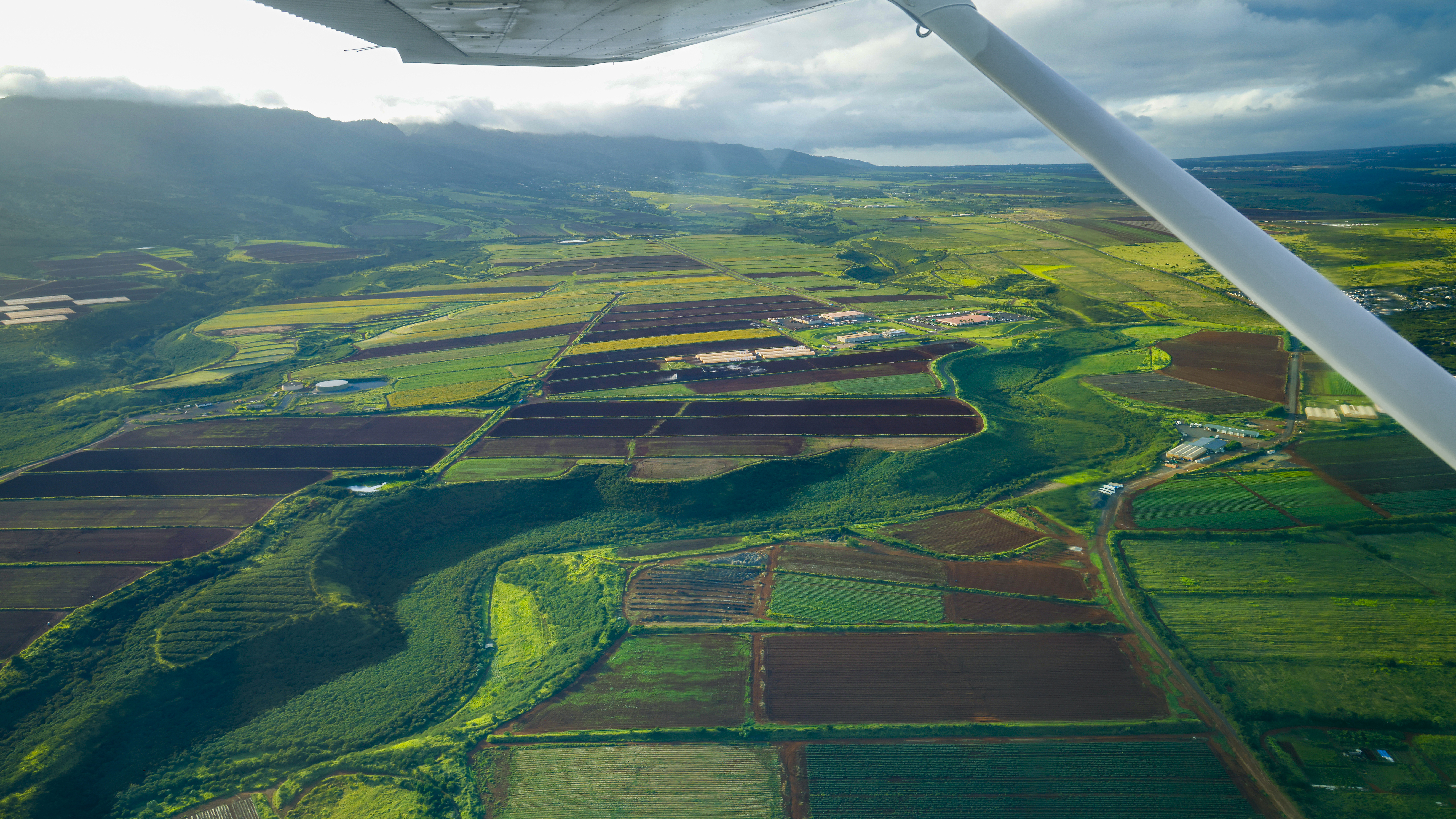 Pineapple fields near the Dole Plantation.