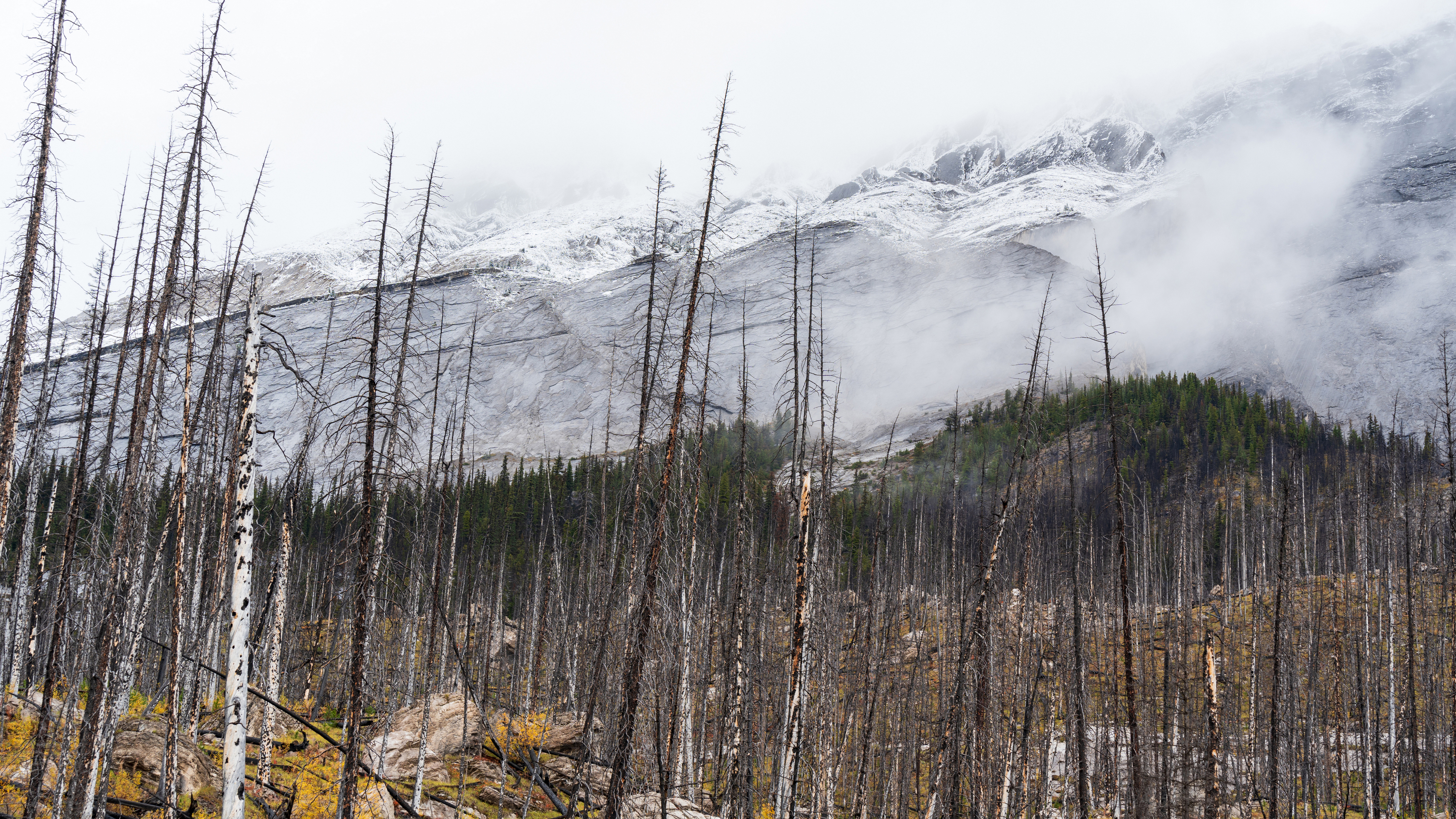 Dead tree forest after wildfire, foggy snow covered mountain peaks in the background.