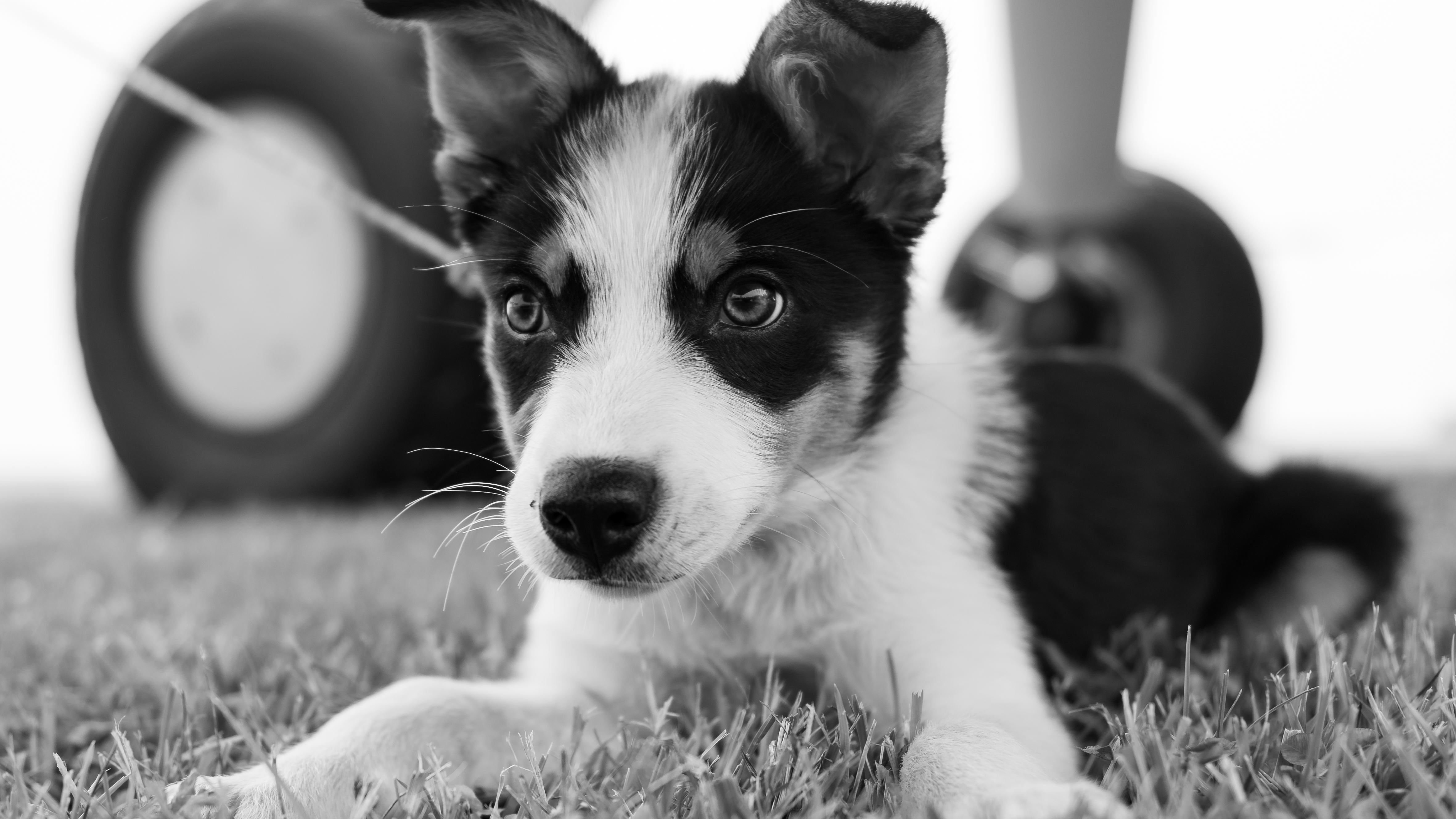 Van Sant Airport is a taildragger paradise that welcomes two- and four-legged visitors.