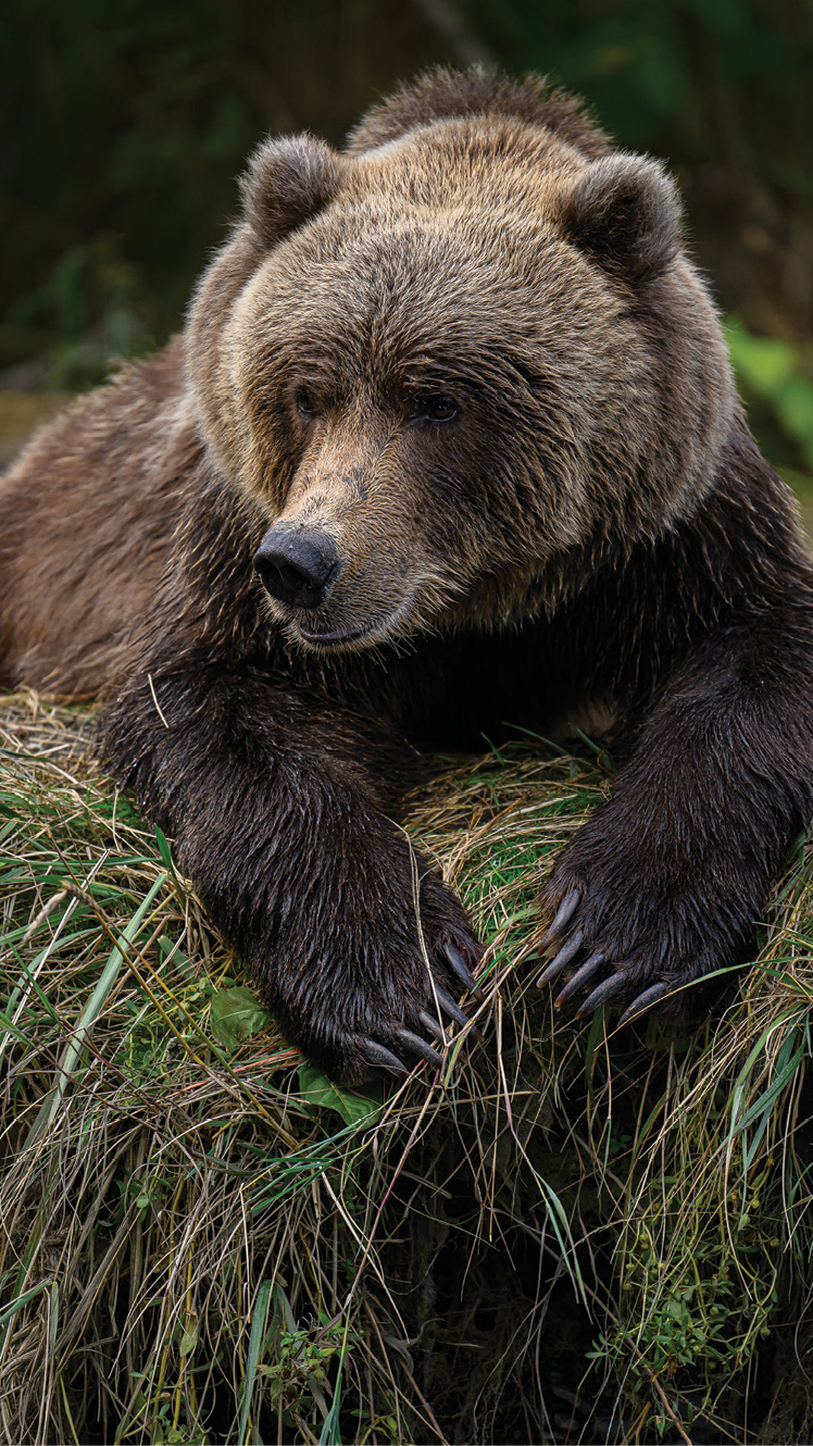 Kodiak Brown Bear