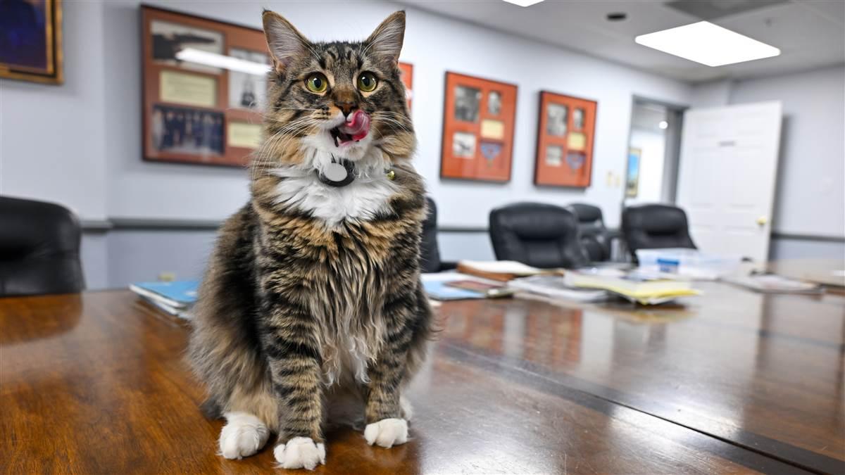 Giuseppe the cat.